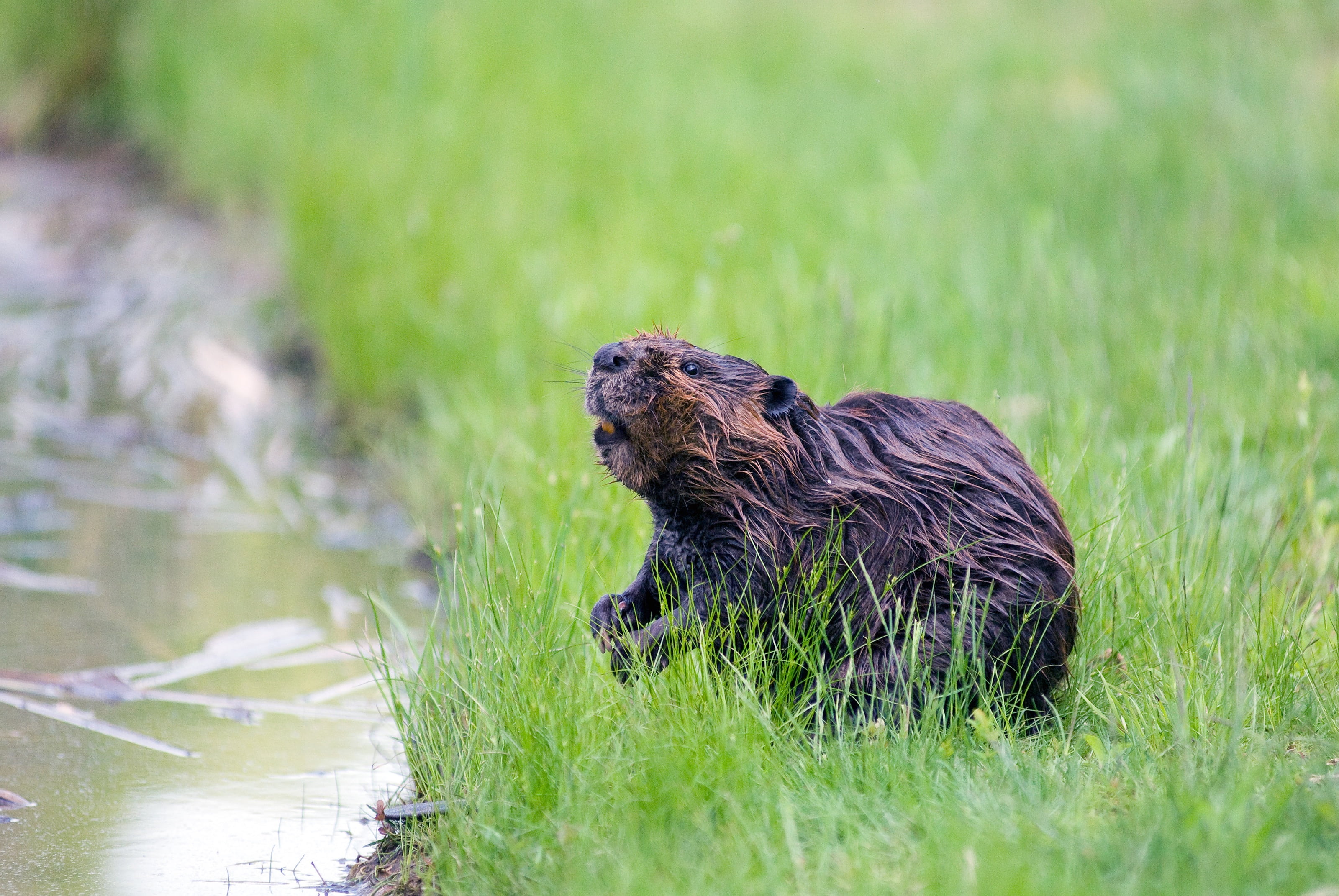 river, wet, fur, no people, animal wildlife, green color, one animal, swamp, wildlife, 2K, wild, plant, vertebrate, beaver, animal, pond, day, nature, HD Wallpaper