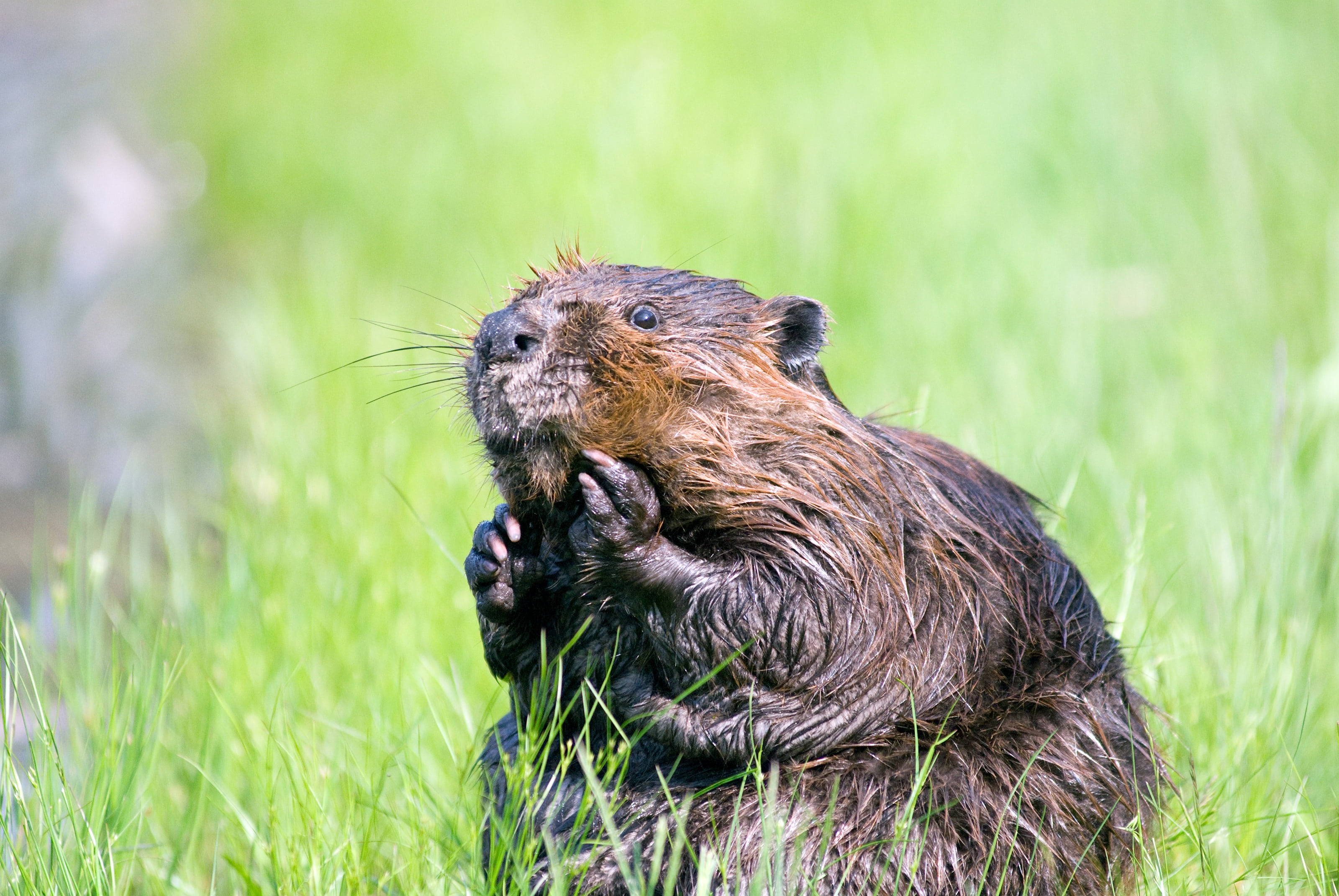 rodent, outdoors, eating, plant, wild, water, underwater, focus, vertebrate, one animal, brown, pond, photography, fur, shallow, grass, cute, nature, animal themes, HD Wallpaper