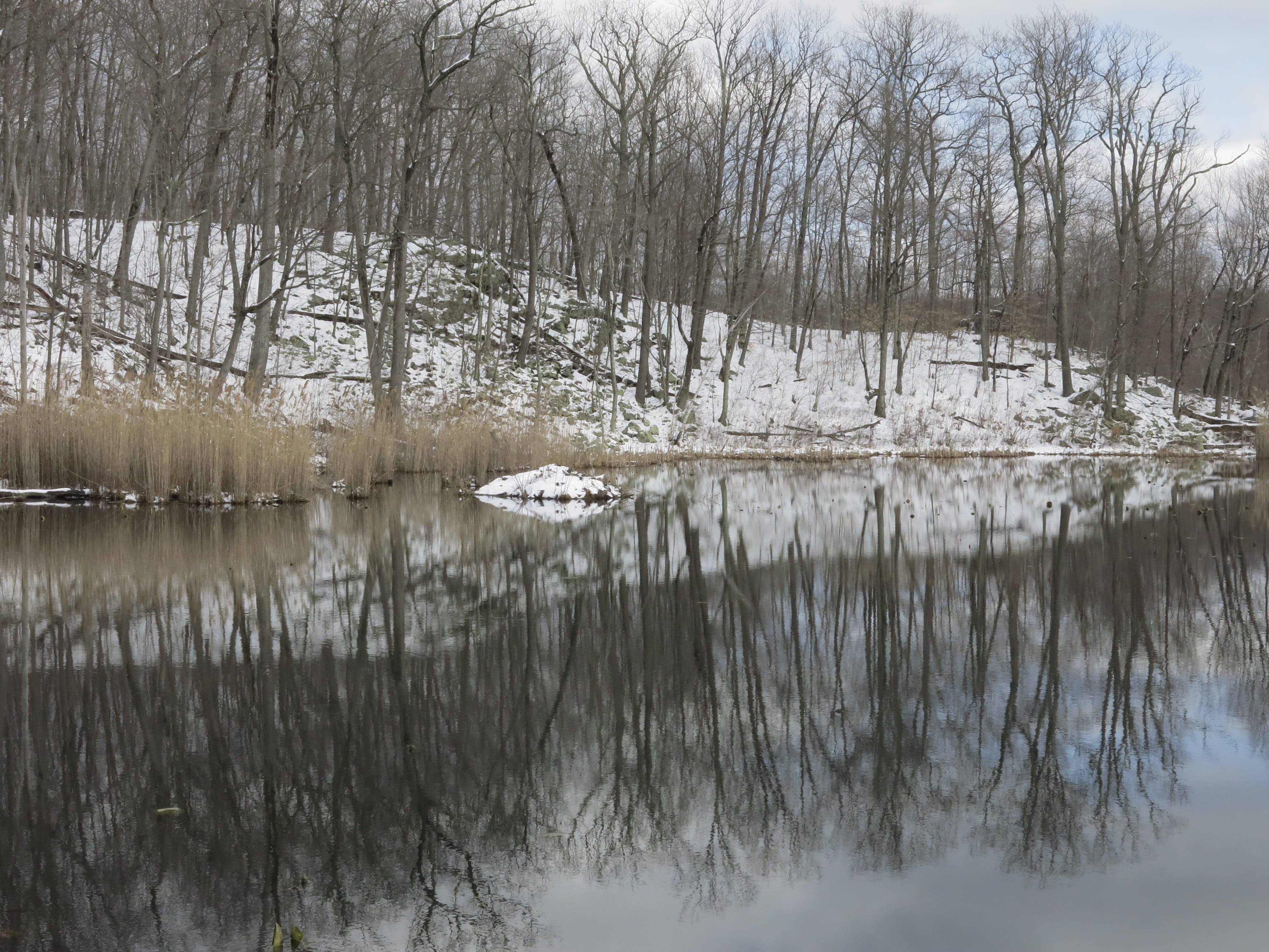 tranquility, scenics - nature, nature, lake, tree, trees, 4K, beaver pond, reflection, tranquil scene, day, plant, bare tree, non-urban scene, reflection lake, HD Wallpaper