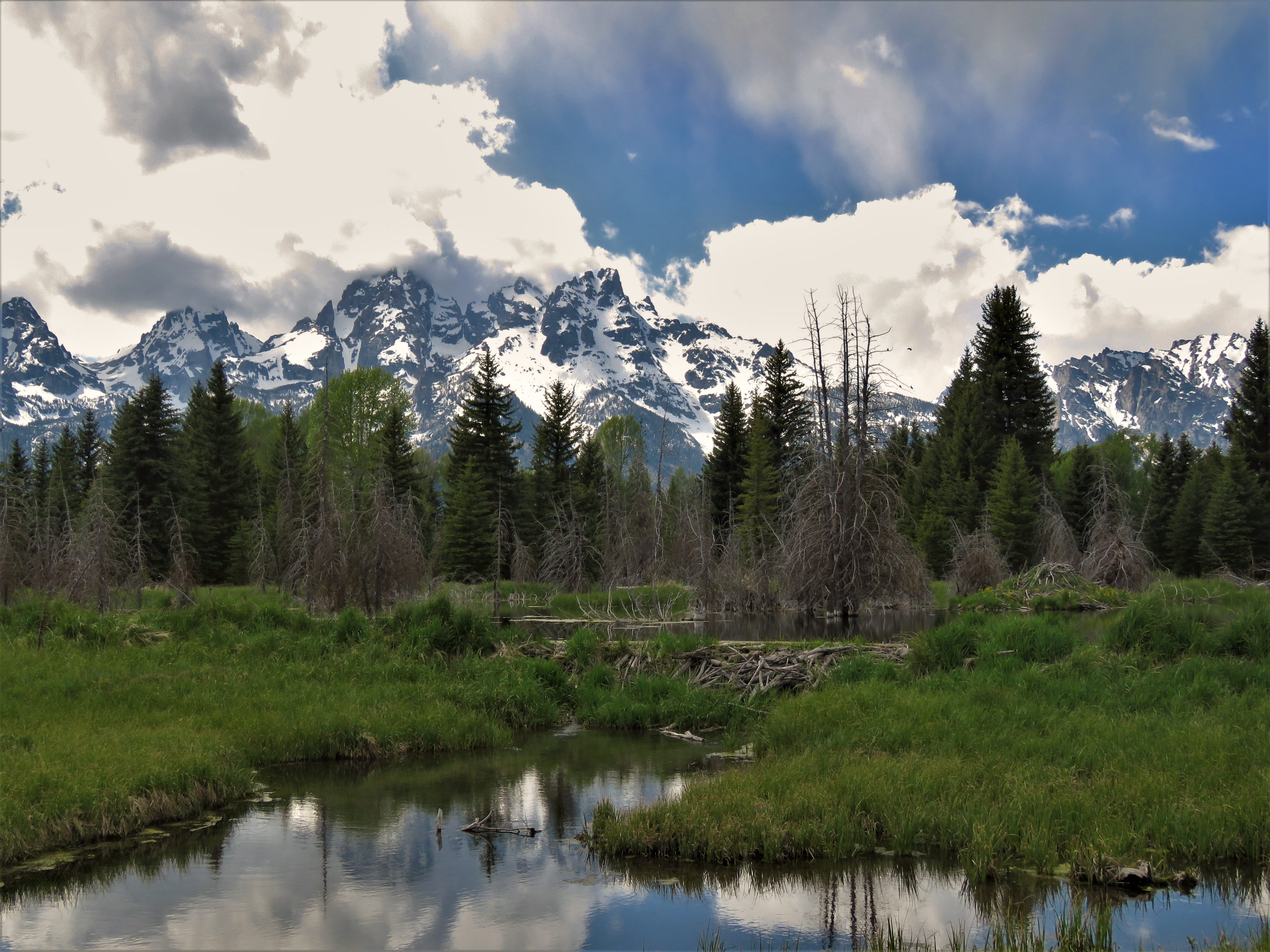 growth, plant, cloud - sky, outdoors, wyoming, mountains, sky, environment, no people, landscape, scenics - nature, tree, tranquility, tetons, tranquil scene, HD Wallpaper