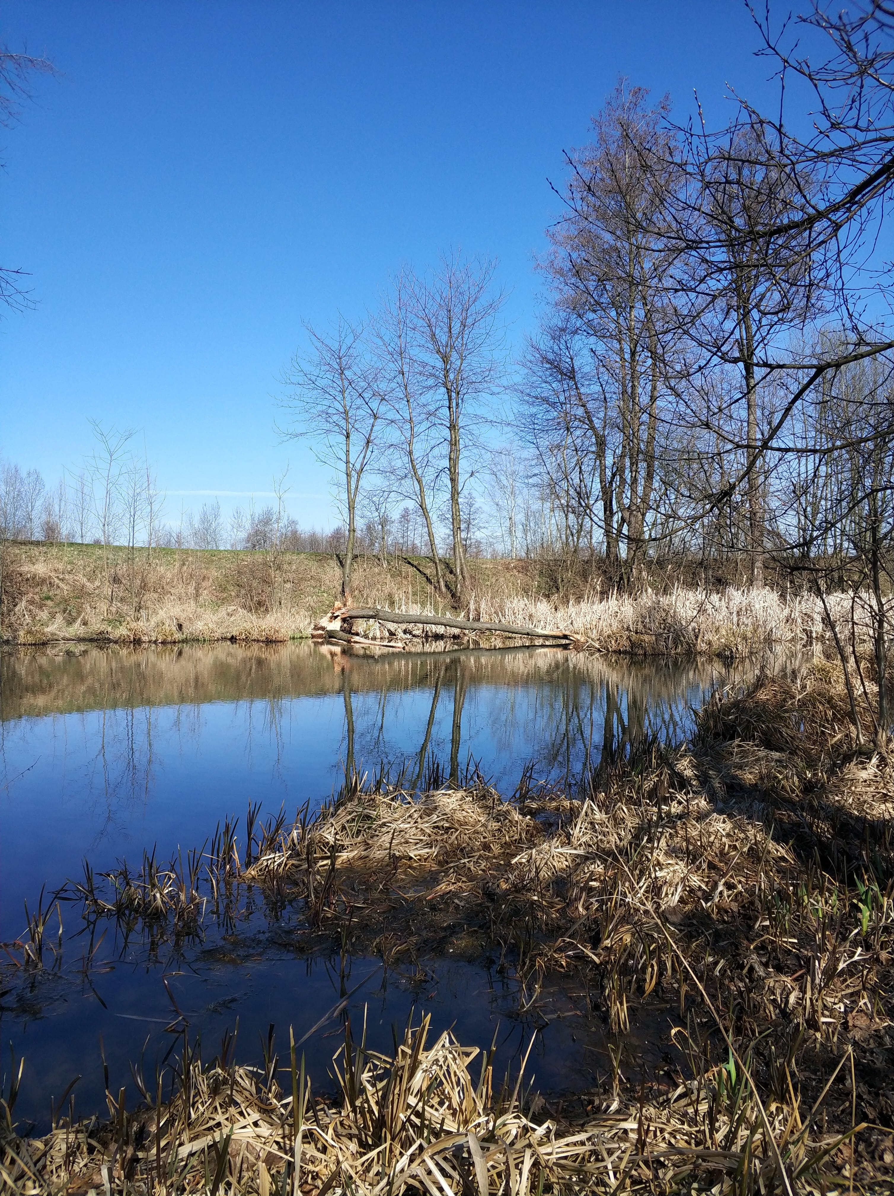 lake, reflection, sorry beaver, water, 4K, landscape, plant, reeds, no people, grass, non-urban scene, sky, swamp, outdoors, clear sky, beaver, nature, Phone HD Wallpaper