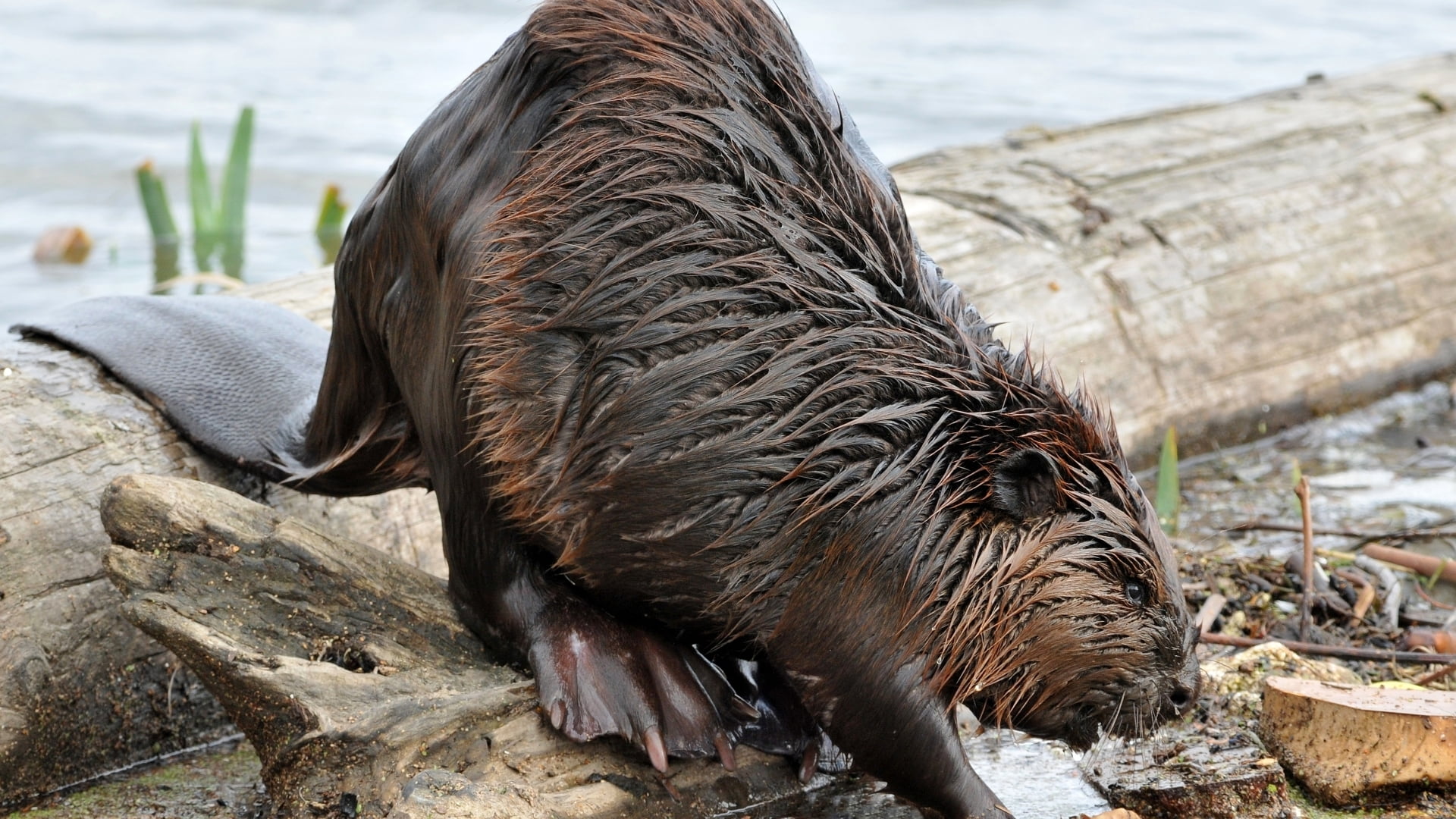 day, Animal, nature, water, animals in the wild, outdoors, domestic animals, Beaver, Rodent, American, beach, animal wildlife, close-up, pets, animal head, HD Wallpaper
