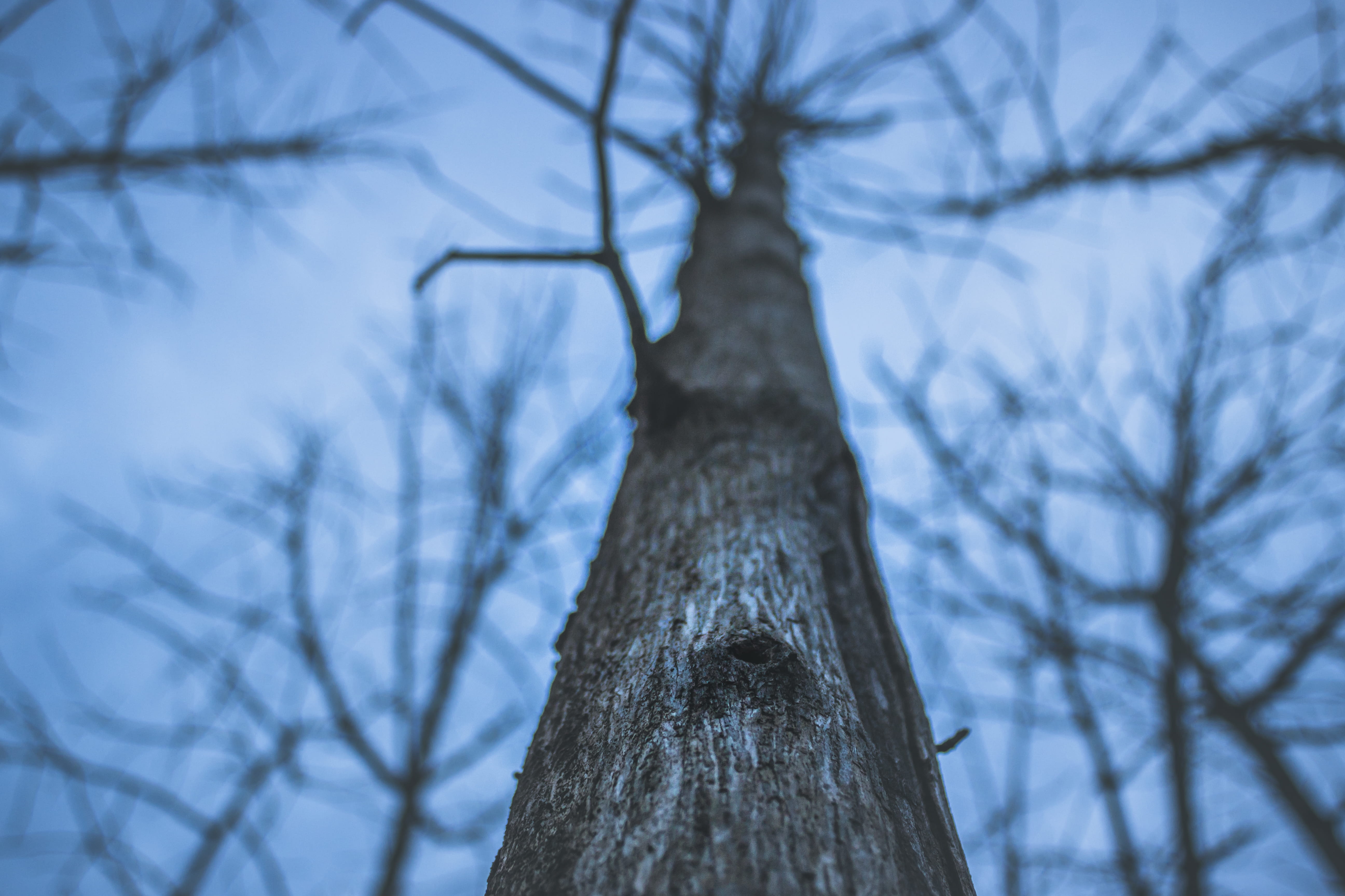 5K, tree, trunk, scenics - nature, no people, nature, macro, wood - material, plant, jungle, outdoors, focus on foreground, bare tree, forest, tree trunk, HD Wallpaper