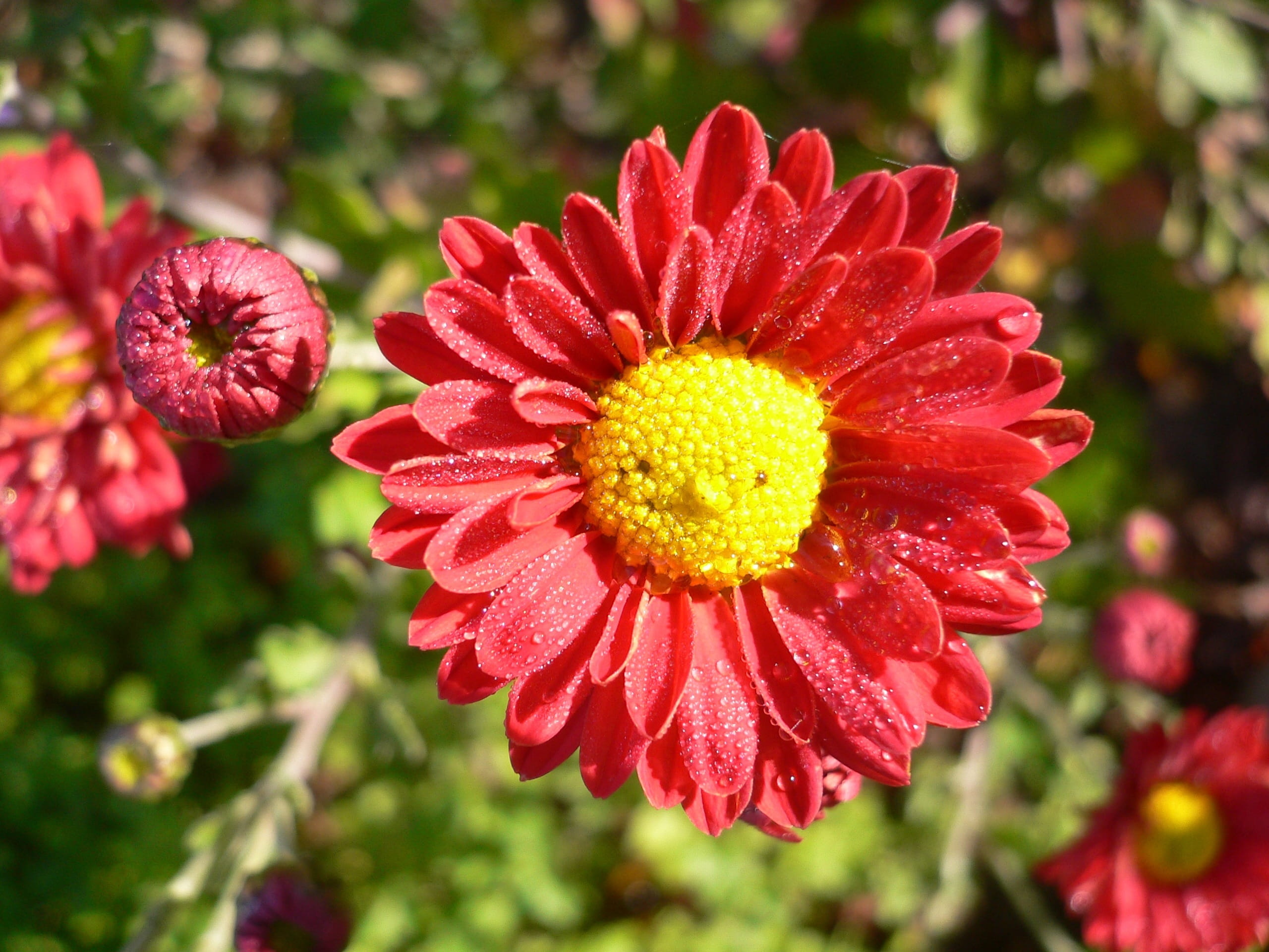 Plant, flowering plant, red, focus on foreground, pollen, 2K, gazania, nature, close-up, flower head, growth, colorful, day, Blooming, macro, Flower, before, HD Wallpaper
