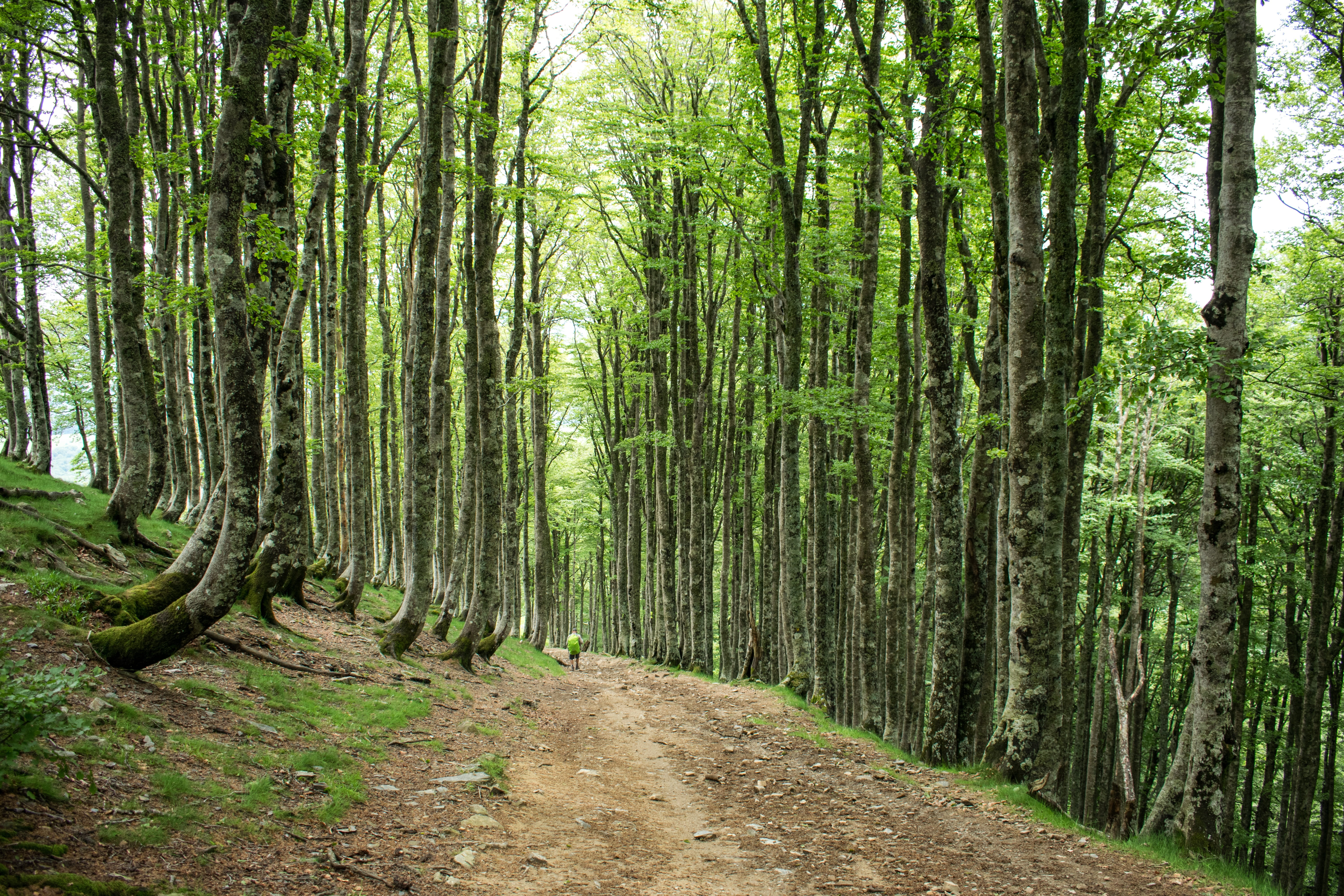 mountaineering, Path, tree, backpackers, holidays, places, quiet, tourism, bamboo - plant, 5K, vista, direction, tree trunk, tranquility, footpath, backpacking, HD Wallpaper