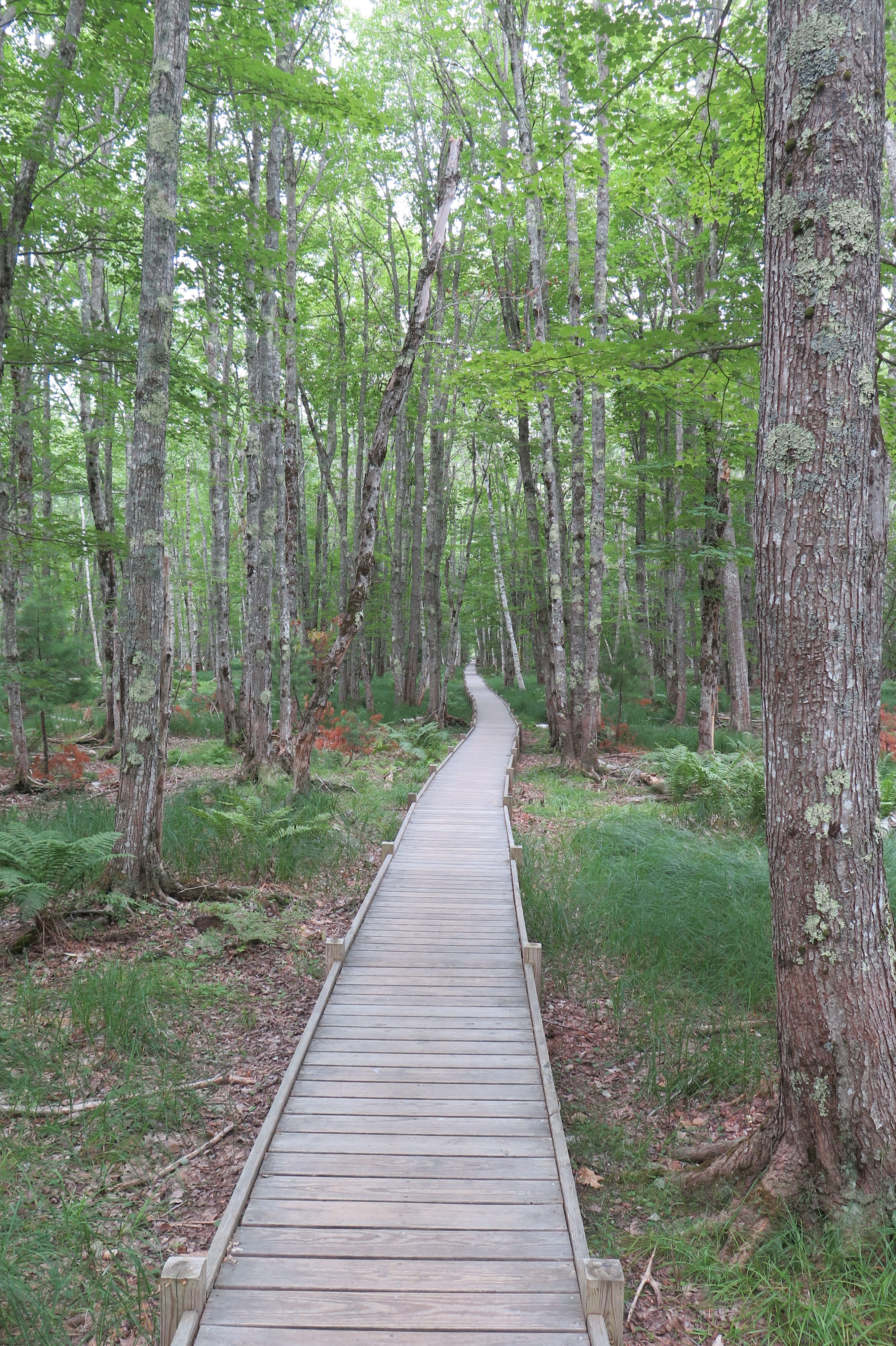 green color, bamboo - plant, diminishing perspective, united states, tree, boardwalk, no people, maine, growth, outdoors, path, trunk, wood - material, Phone HD Wallpaper