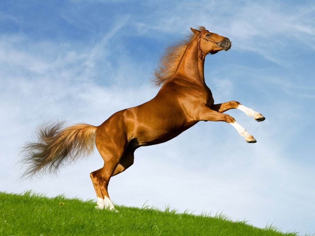 sky, blue, yelling to sky, yellow, grass, blue sky, animals, yelling, photography, horse, 480P, HD Wallpaper
