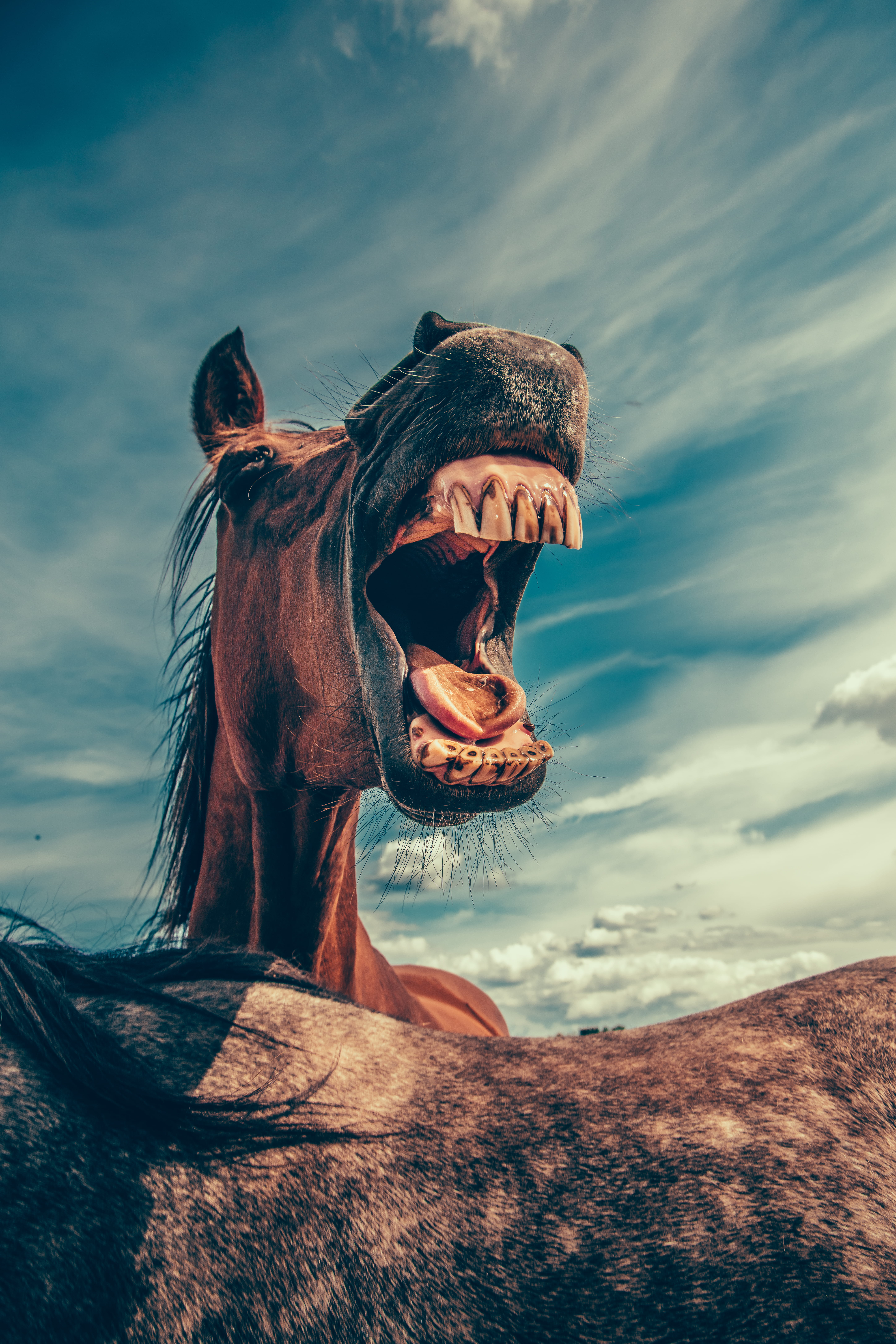 smile, mouth open, animal wildlife, domestic animals, yelling, one animal, horse, cloud - sky, livestock, hygiene, donkey, pets, animal themes, no people, Phone HD Wallpaper
