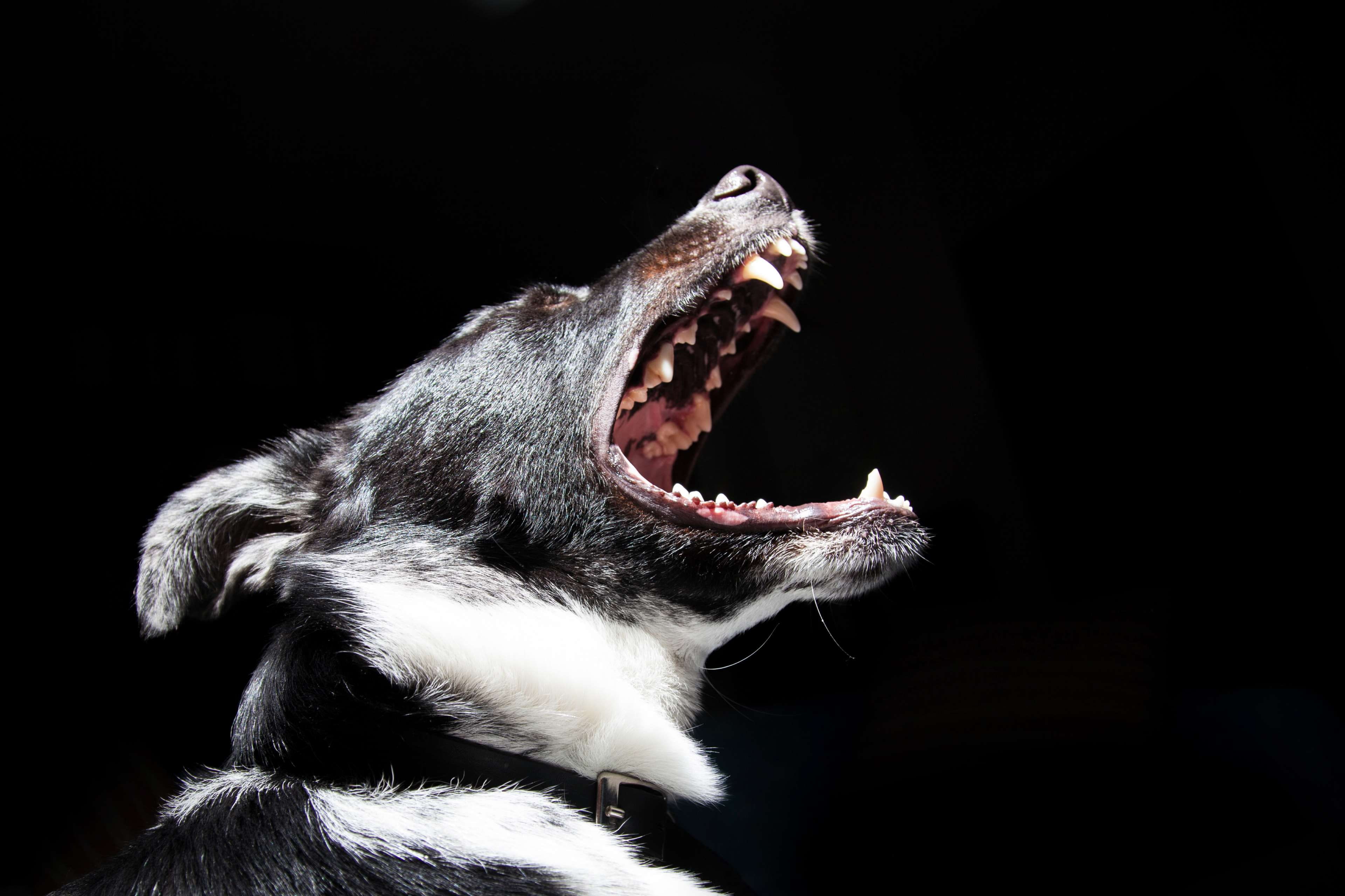 4K, bark, pet, teeth, mouth, dangerous, dog, black, animal, yell, hd, cry, HD Wallpaper