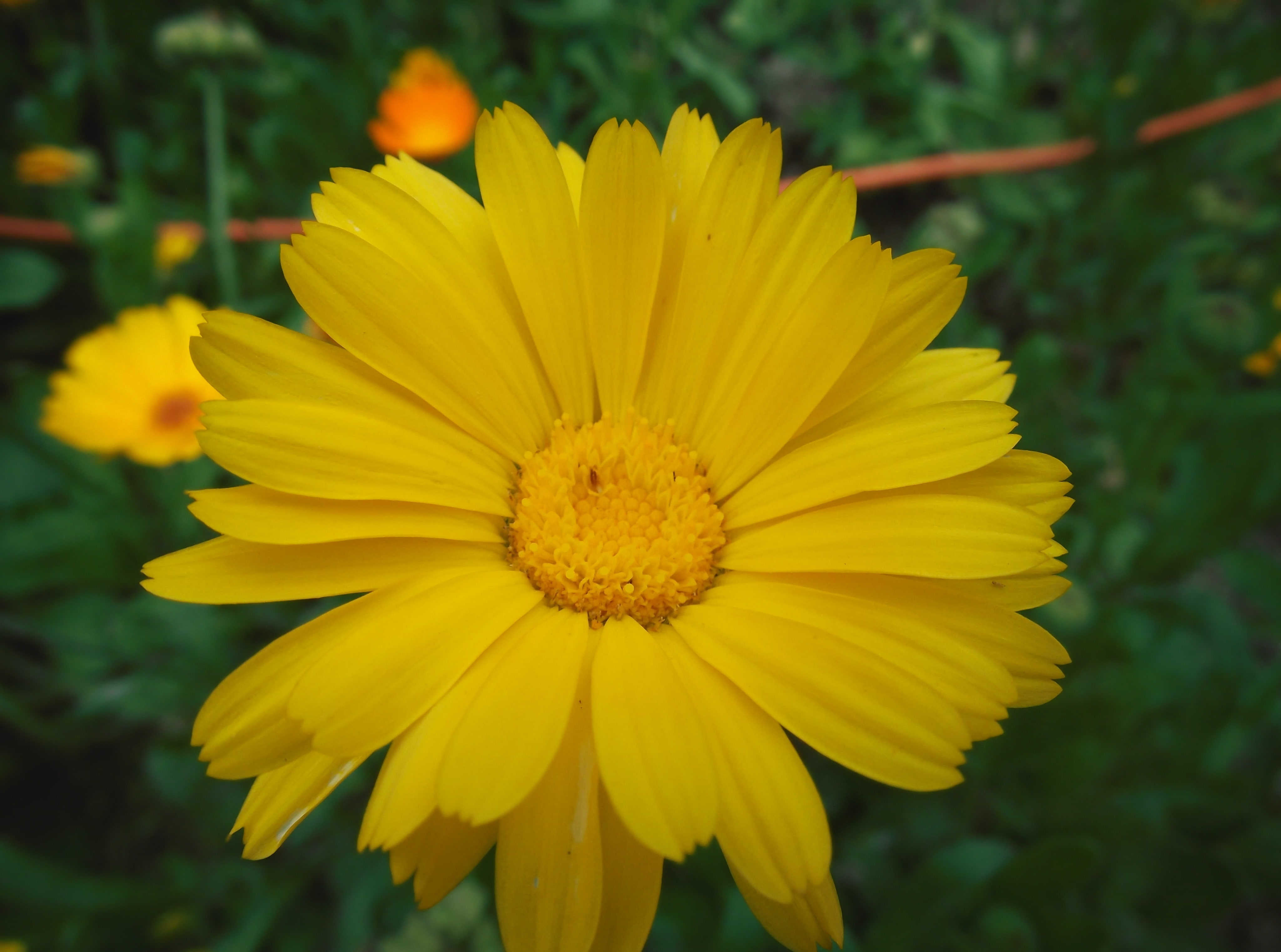beauty in nature, flowering plant, plant, 4K, petal, fragility, no people, Flowers, gazania, Yellow, Nature, outdoors, growth, day, yell, flower, inflorescence, HD Wallpaper