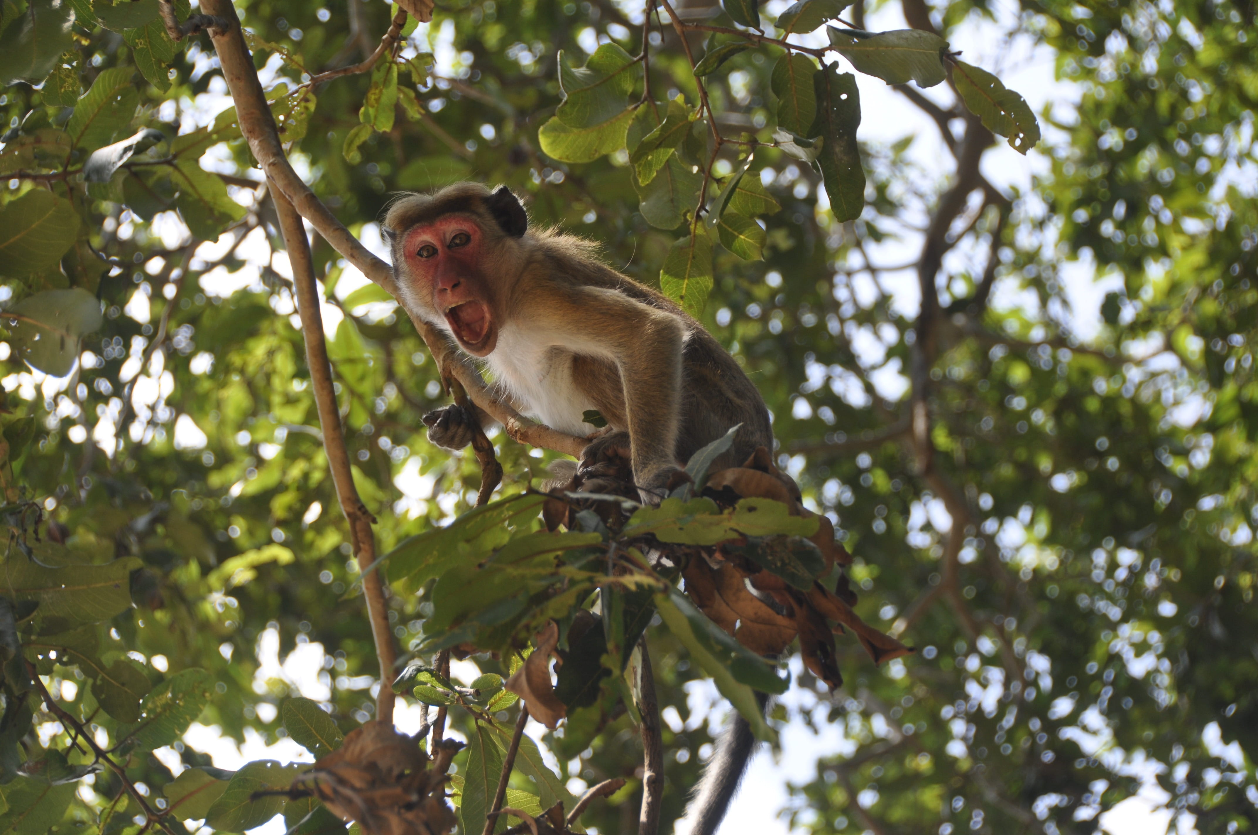 animal wildlife, asia, branch, expression, dissatisfaction, focus on foreground, habitat, funny, shouting, macaque, growth, sitting, low angle view, forest, HD Wallpaper