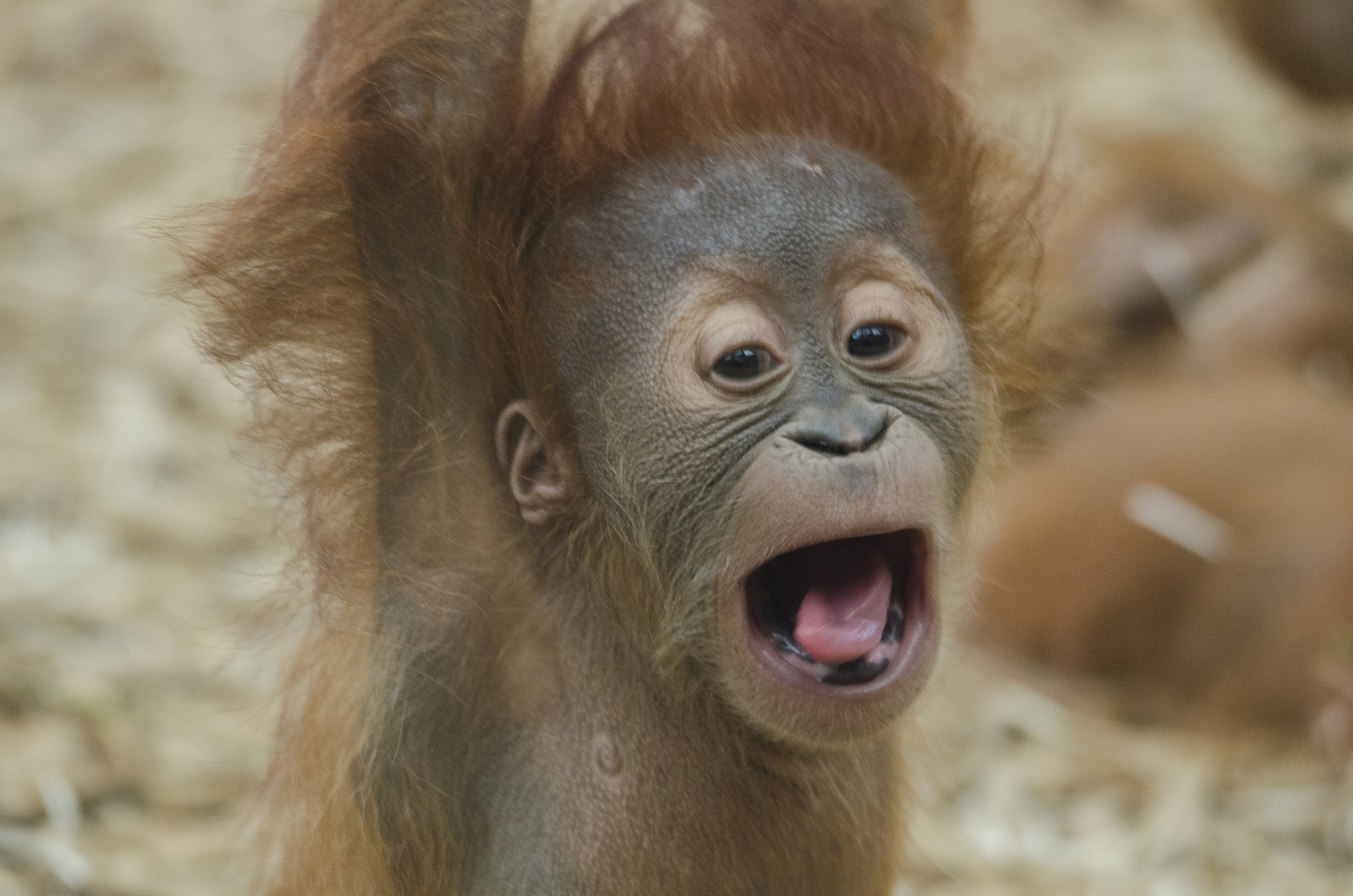 day, nature, fur, ape, primate, baby orangutan, animal mouth, one animal, mouth open, vocal, vertebrate, animal wildlife, face, 1080P, gray, island of Borneo, HD Wallpaper