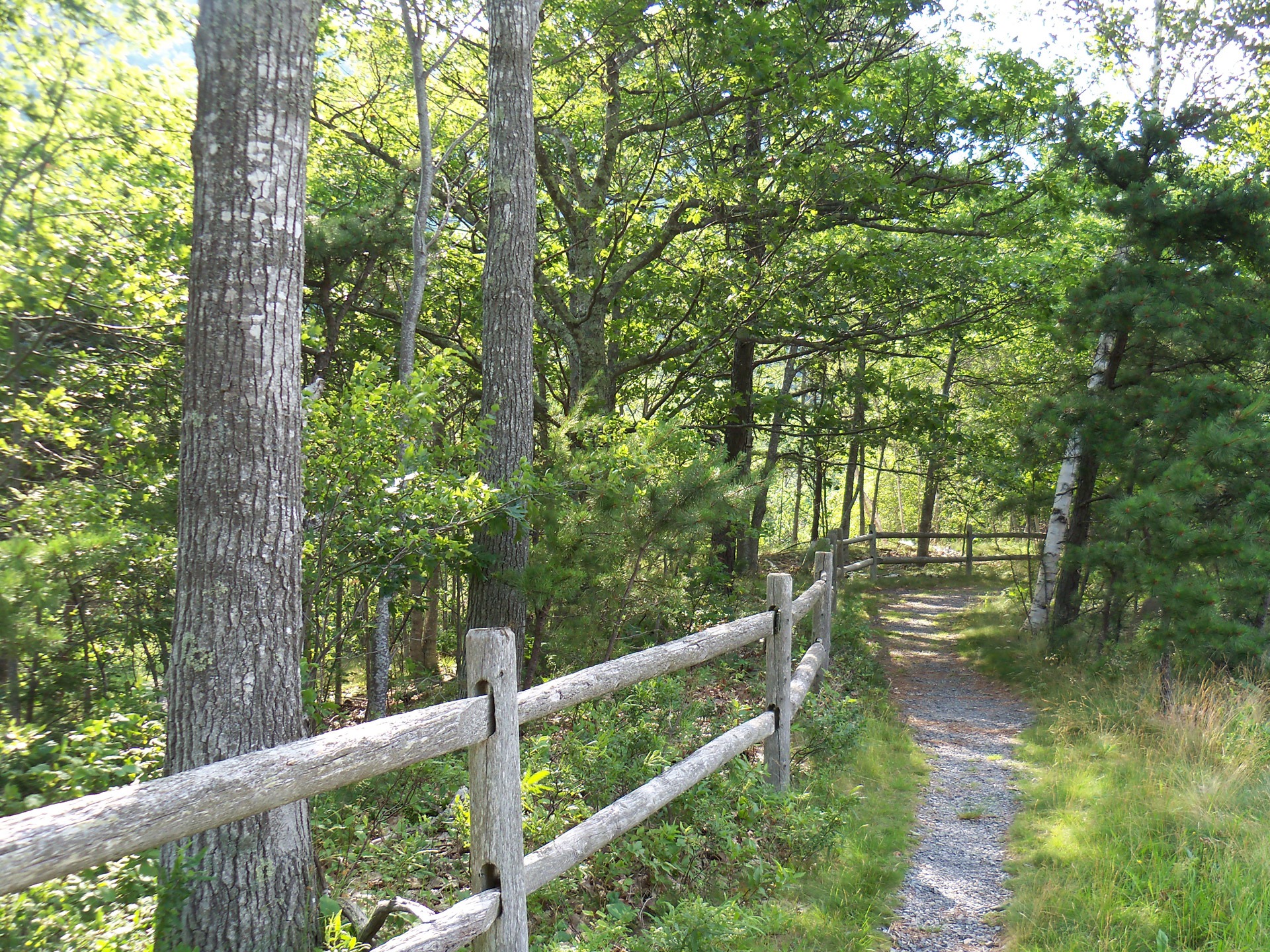woodland, hike, walk, plant, tranquility, nature, paths, land, trunk, outdoors, beauty in nature, forest, footpath, tree trunk, no people, wooden fence, HD Wallpaper