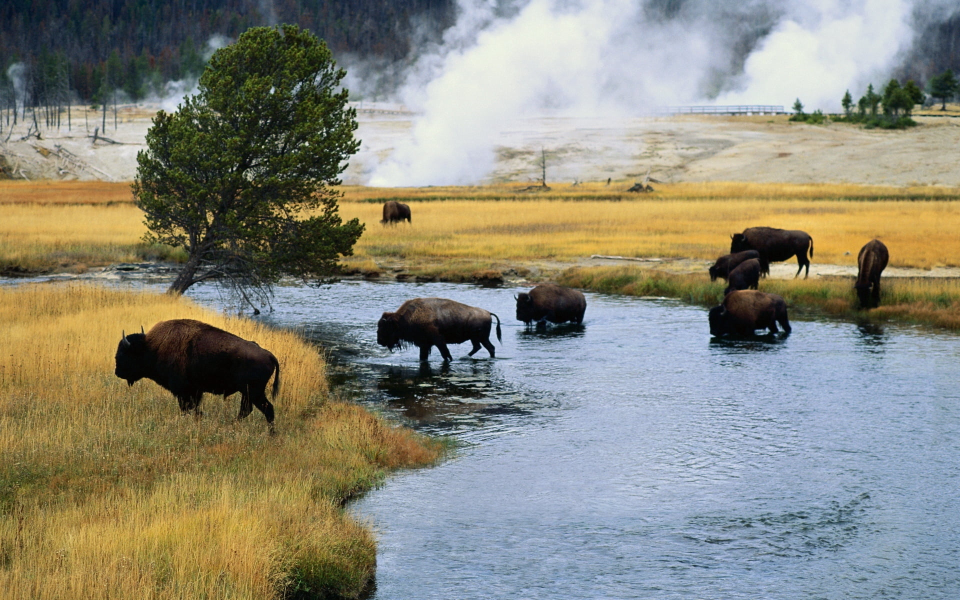 field, no people, bisons, extreme Terrain, grass, animal wildlife, animals In The Wild, domestic animals, yellowstone National Park, landscape, wyoming, HD Wallpaper