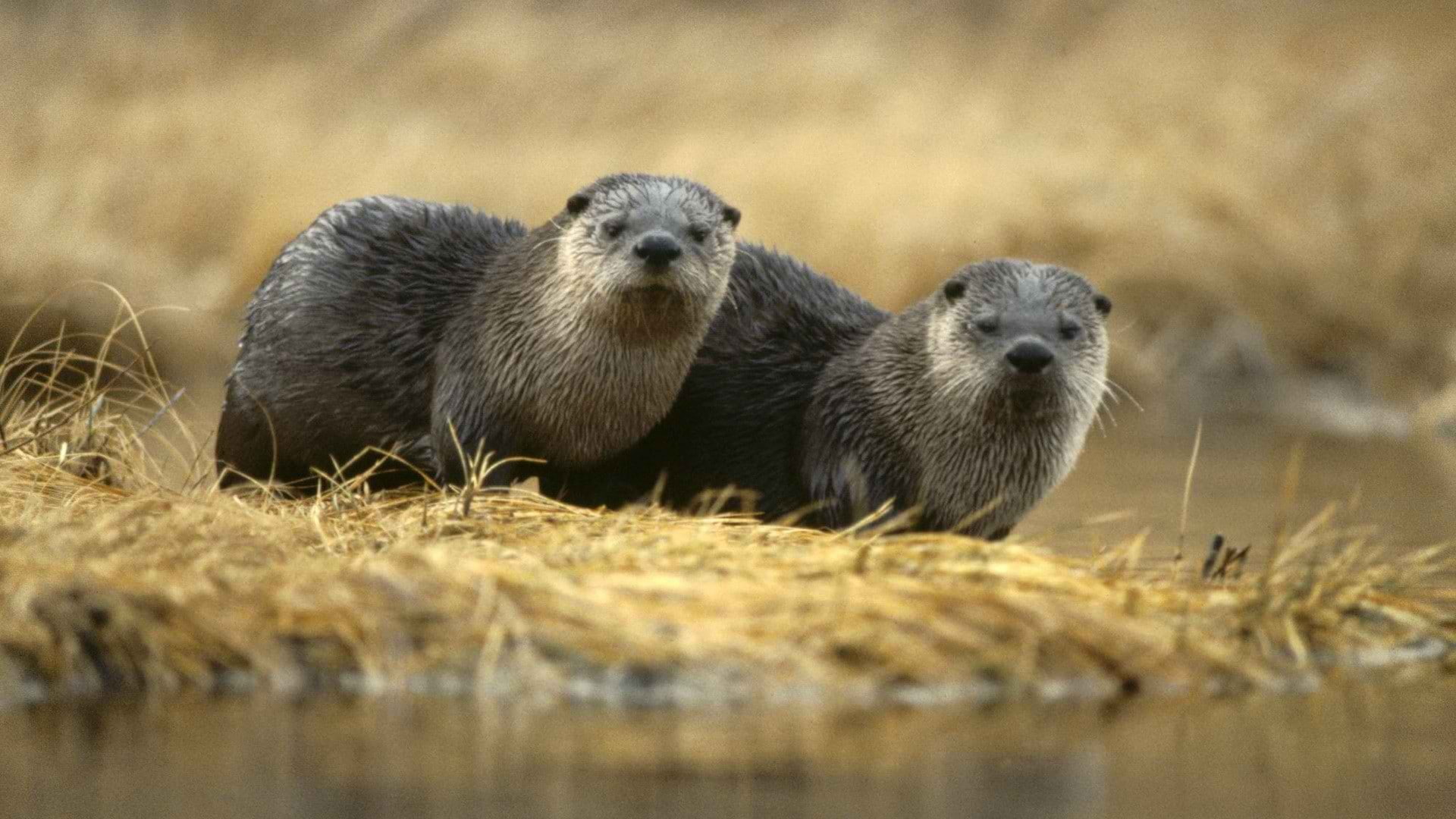 national, north, world, x, park, hd, yellowstone, wyoming, 1080P, rivers, otters, art, American, nature, HD Wallpaper