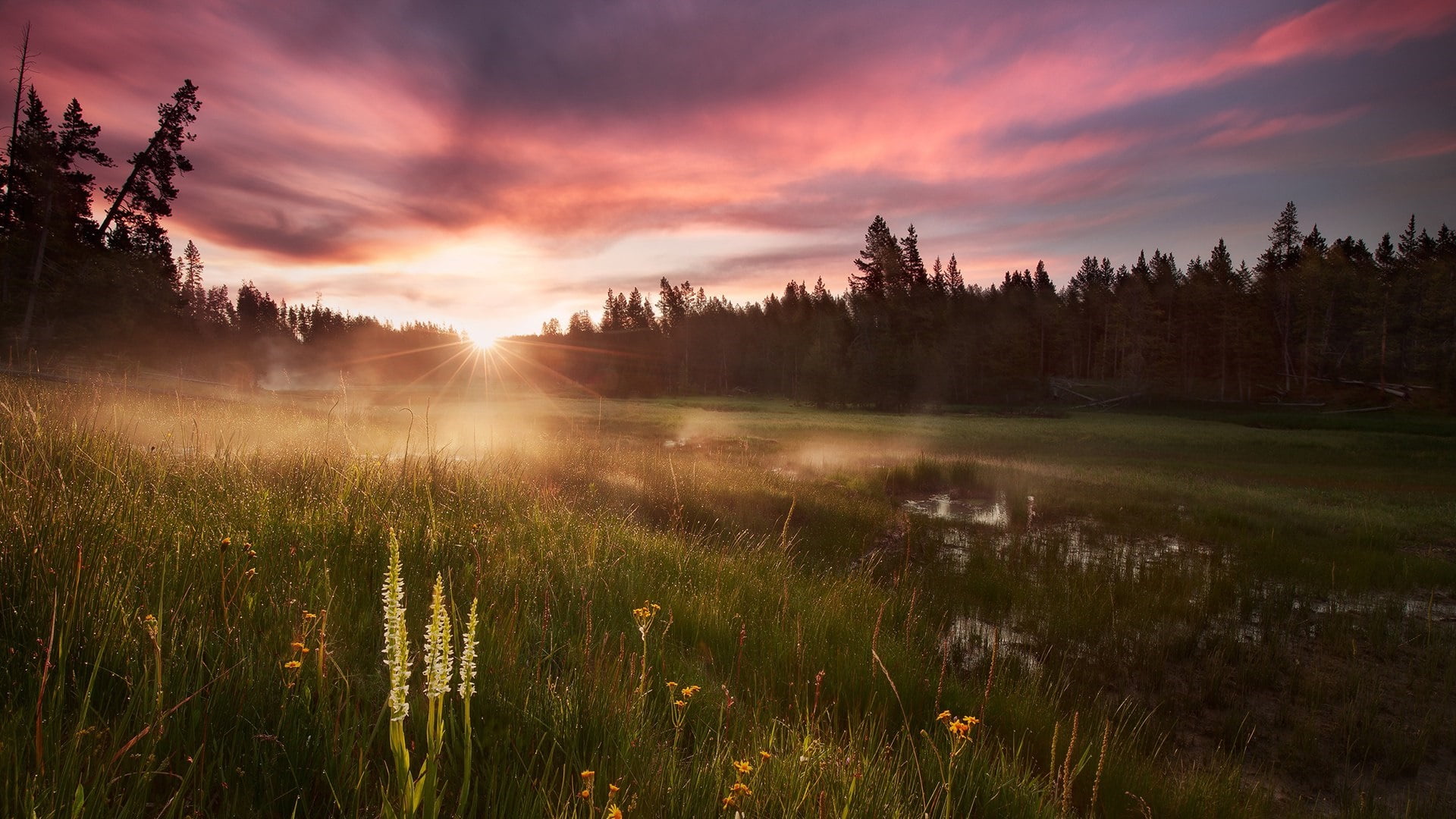 wetland, sunlight, beauty in nature, tree, red sky at morning, landscape, grass, outdoors, pine tree, morning, yellowstone river, sky, land, meadow, 1080P, HD Wallpaper