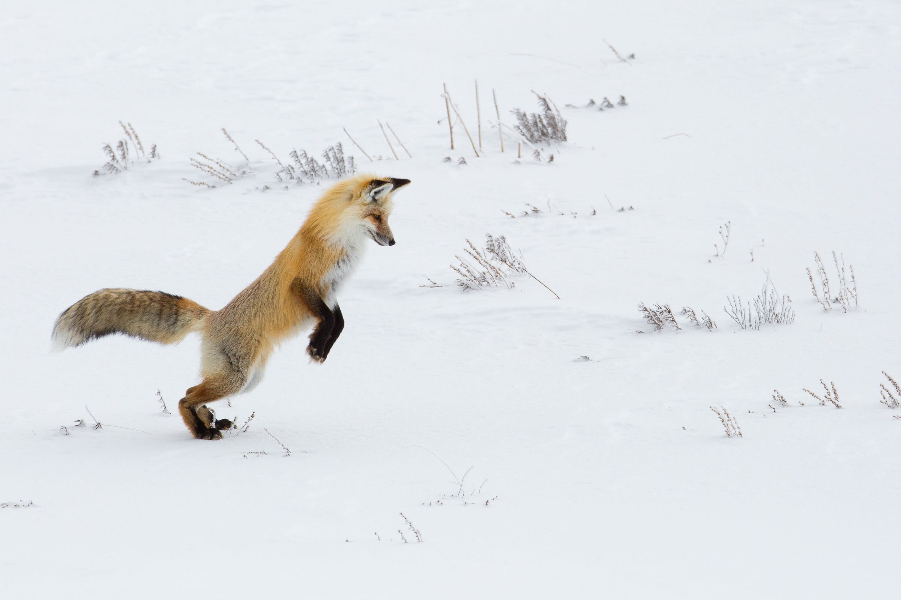 watchful, jumping, carnivore, field, covering, beauty in nature, white color, fox, animal wildlife, hunter, animals in the wild, nps, one animal, winter, HD Wallpaper