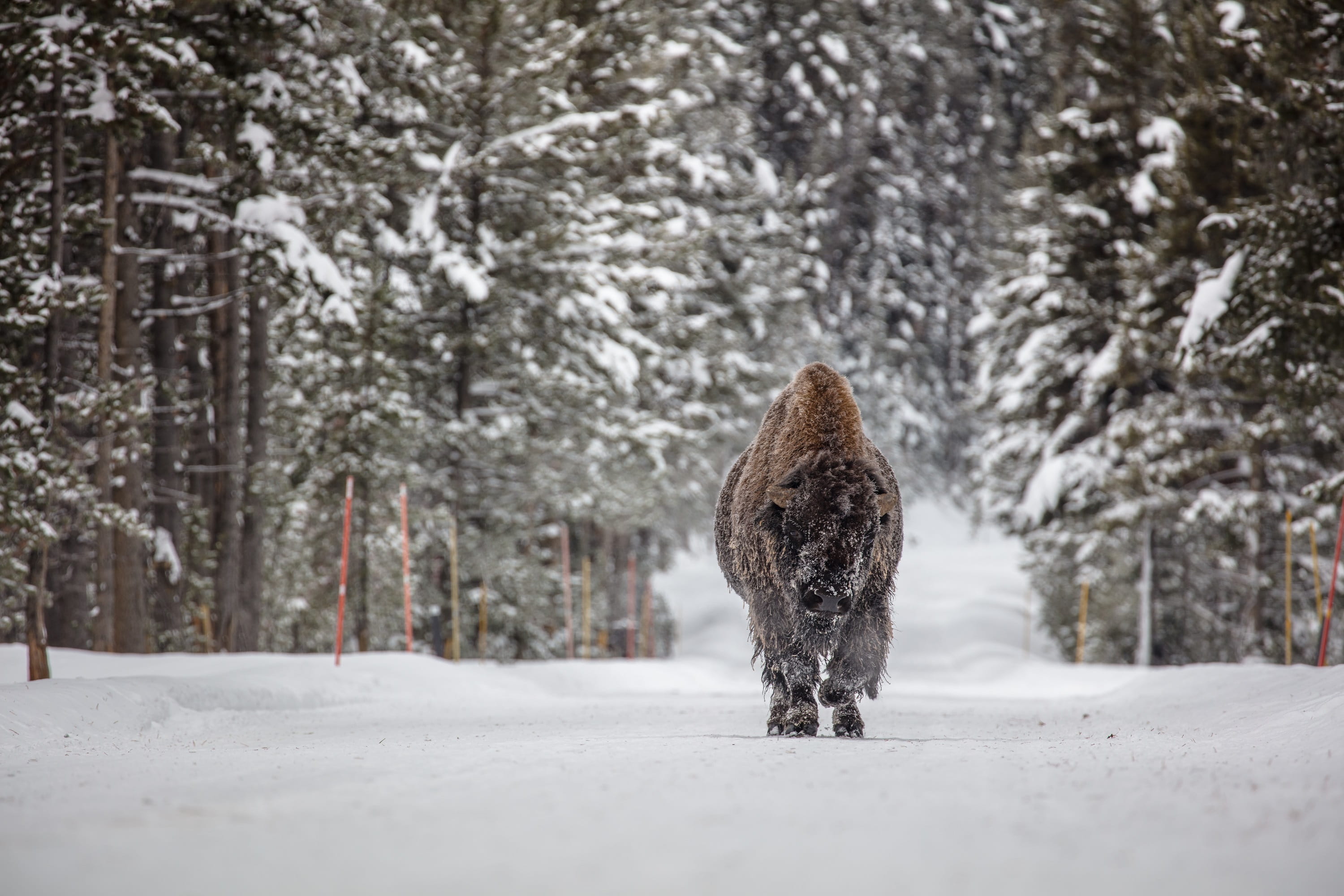 wildlife, animal themes, cold, usa, wilderness, frank, one animal, day, land, domestic animals, 2K, walking, bull, outdoors, yellowstone national park, HD Wallpaper