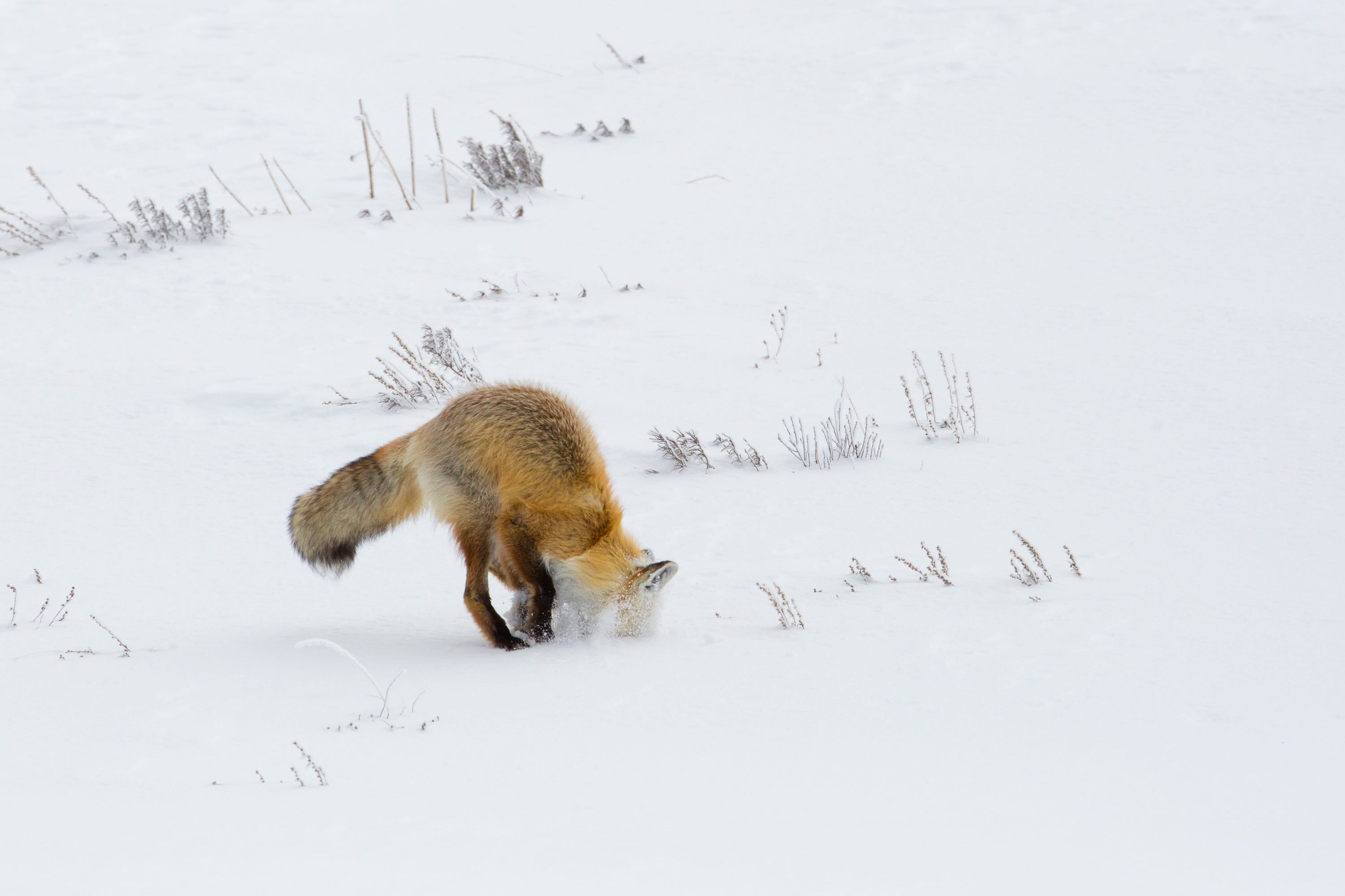 hunting, usa, mammal, animal themes, digging, furry, animal wildlife, no people, field, animals in the wild, beauty in nature, one animal, red, herbert, HD Wallpaper
