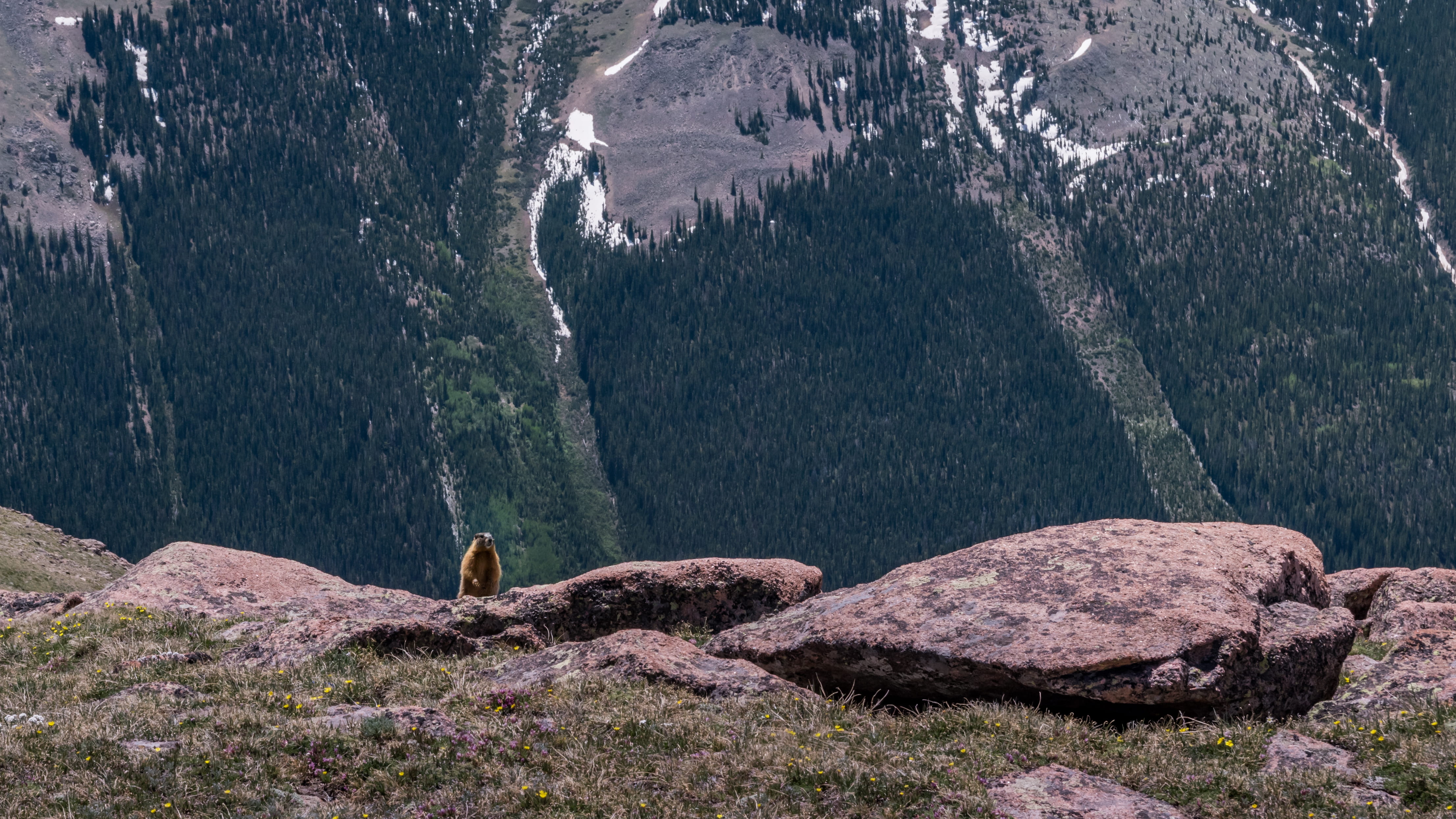 animal wildlife, one animal, animals in the wild, beauty in nature, beaver, non-urban scene, tranquility, bird, nature, marmot, rock - object, solid, tree, HD Wallpaper