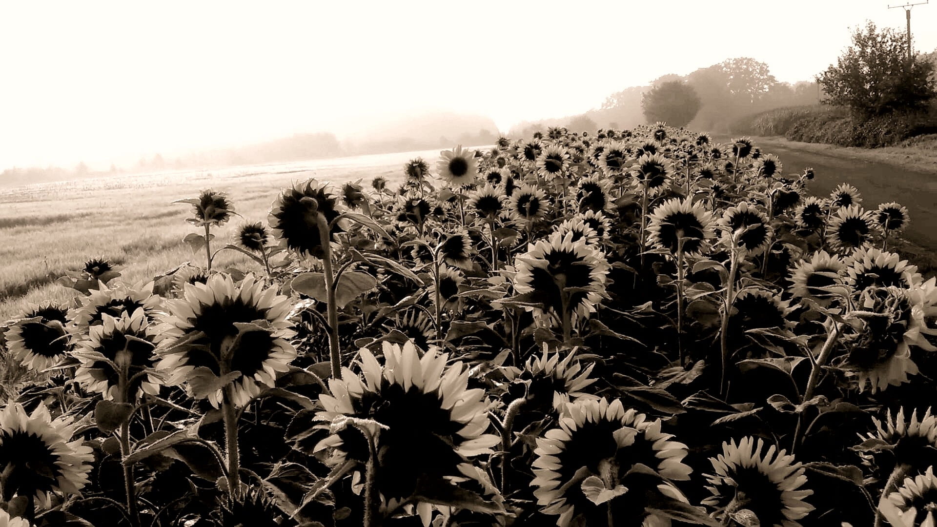 agriculture, fragility, sky, freshness, Sunflower, beauty in nature, vulnerability, landscape, environment, day, no people, Sw, outdoors, nature, field, HD Wallpaper