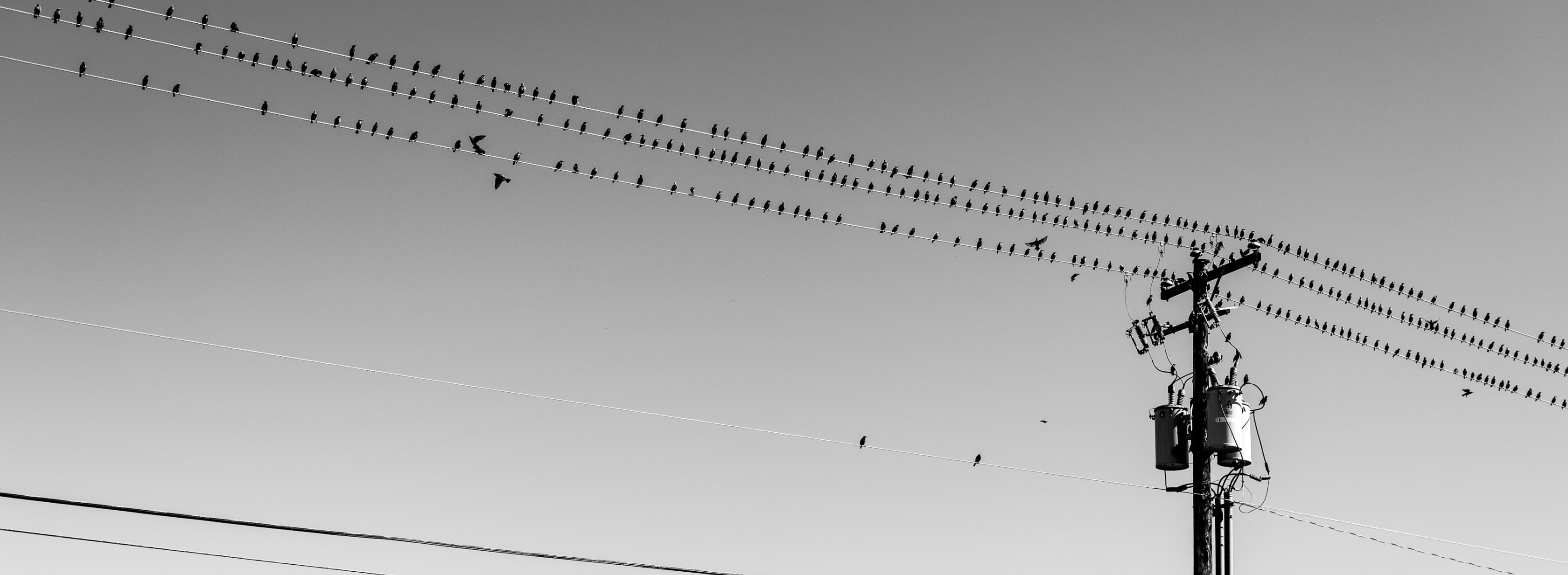 2K, roadtrip, nikkor50mmf14d, gasstation, phongho, Rest, crows, 50mm, restarea, nikond800, Oregon, nikon, wilbur, f14d, Station, Birds, Black and White, HD Wallpaper