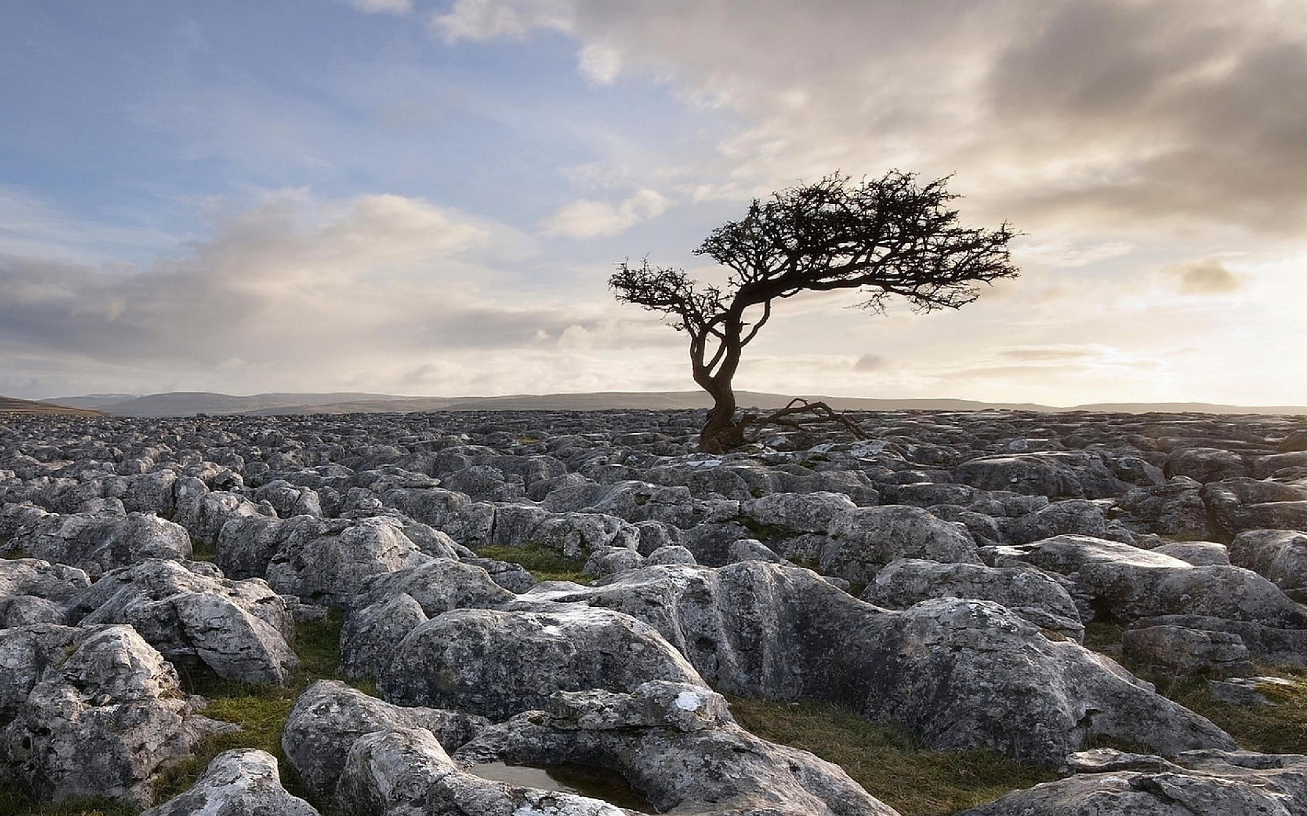 nature, tree, stony, gray, lot, landscape, 2K, rock, HD Wallpaper