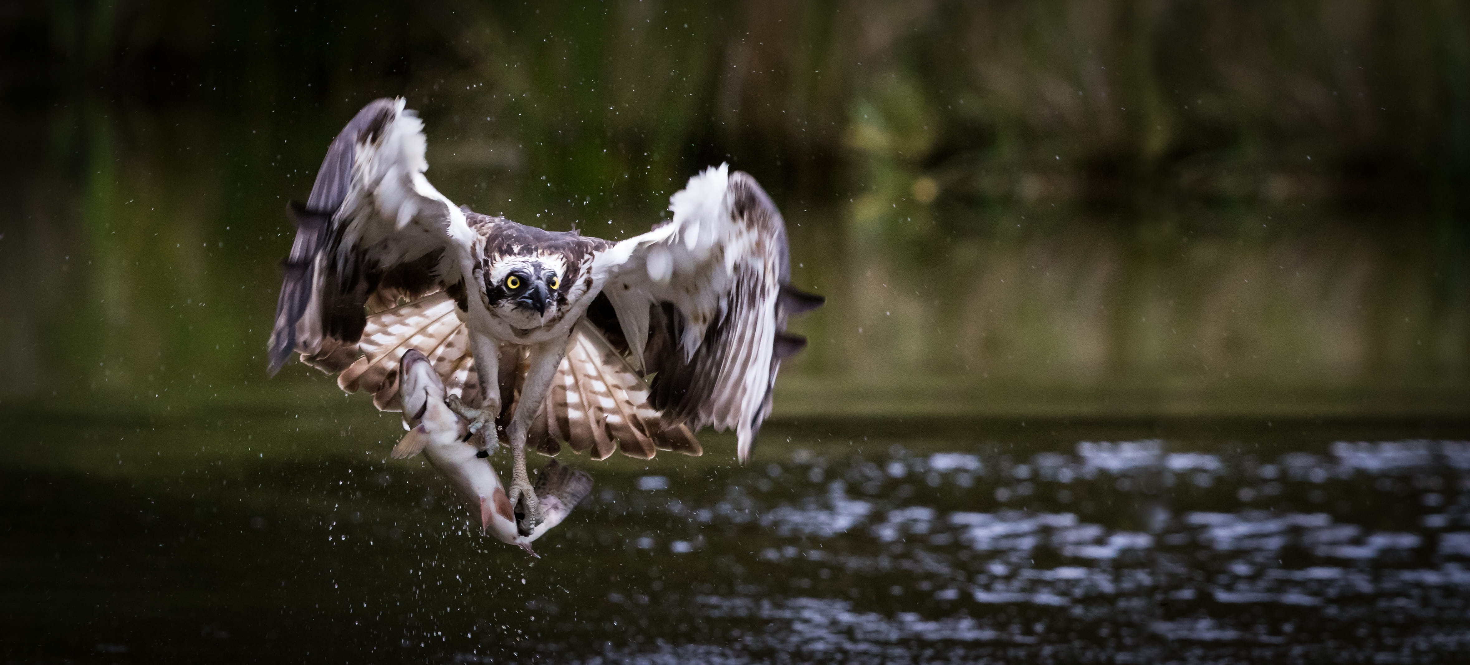 water, no people, talons, motion, animal themes, bird, flying, mammal, lake, waterfront, animals in the wild, animal, hunter, reflection, wild, nature, HD Wallpaper