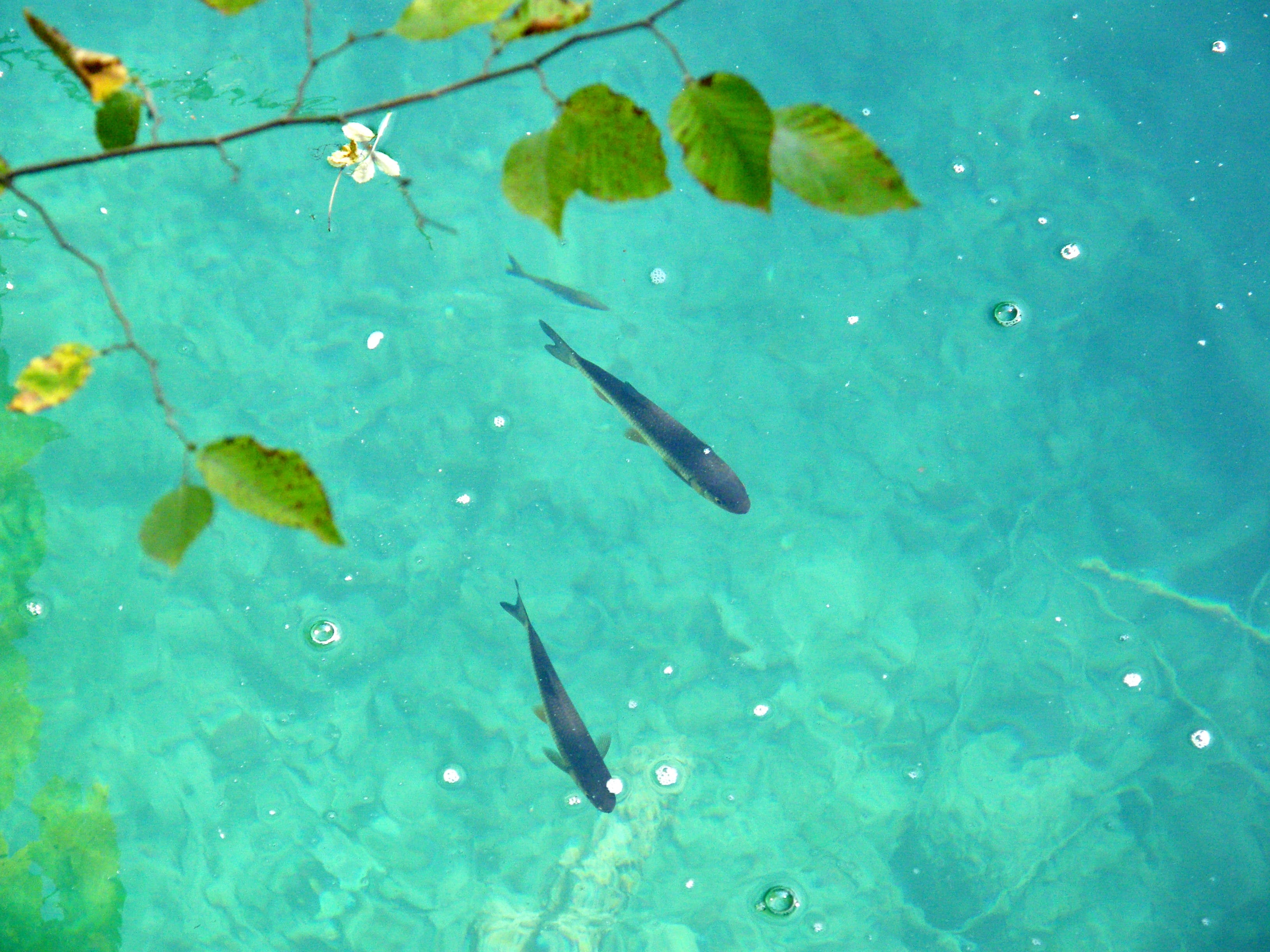 leaf, vertebrate, plant part, 2K, fish, sea, clear, sunny, undersea, school of fish, water, swimming, group of animals, animal wildlife, trout, no people, HD Wallpaper