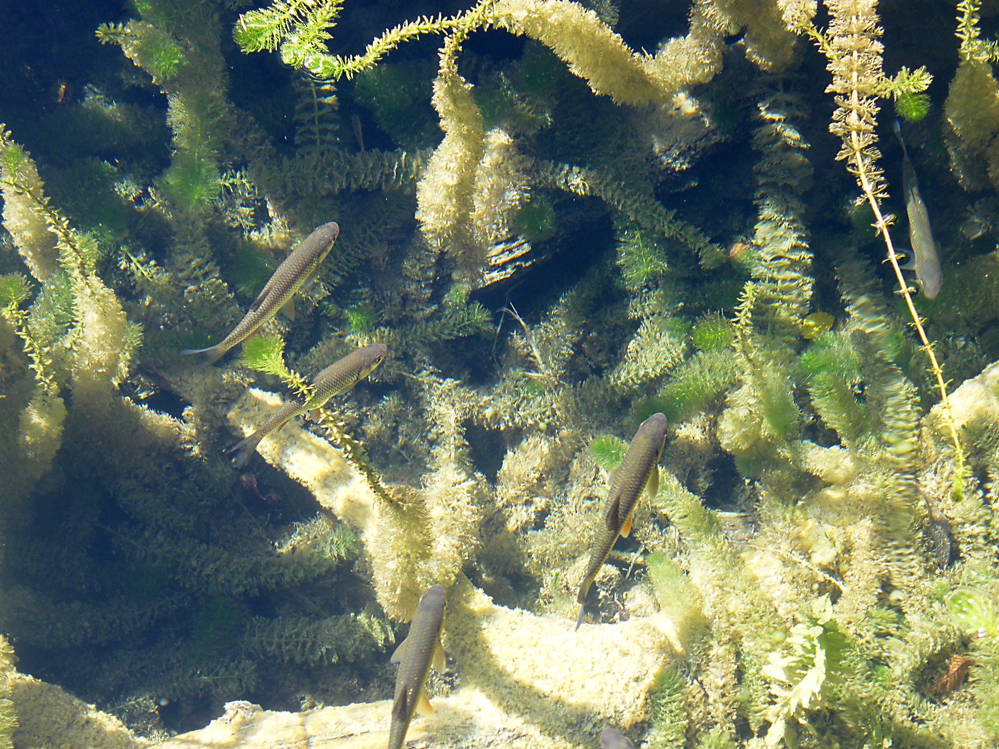 high angle view, animals in the wild, sunny, swimming, sea, animal themes, trout, clean, water, sunlight, animal, beauty in nature, day, marine, starfish, HD Wallpaper