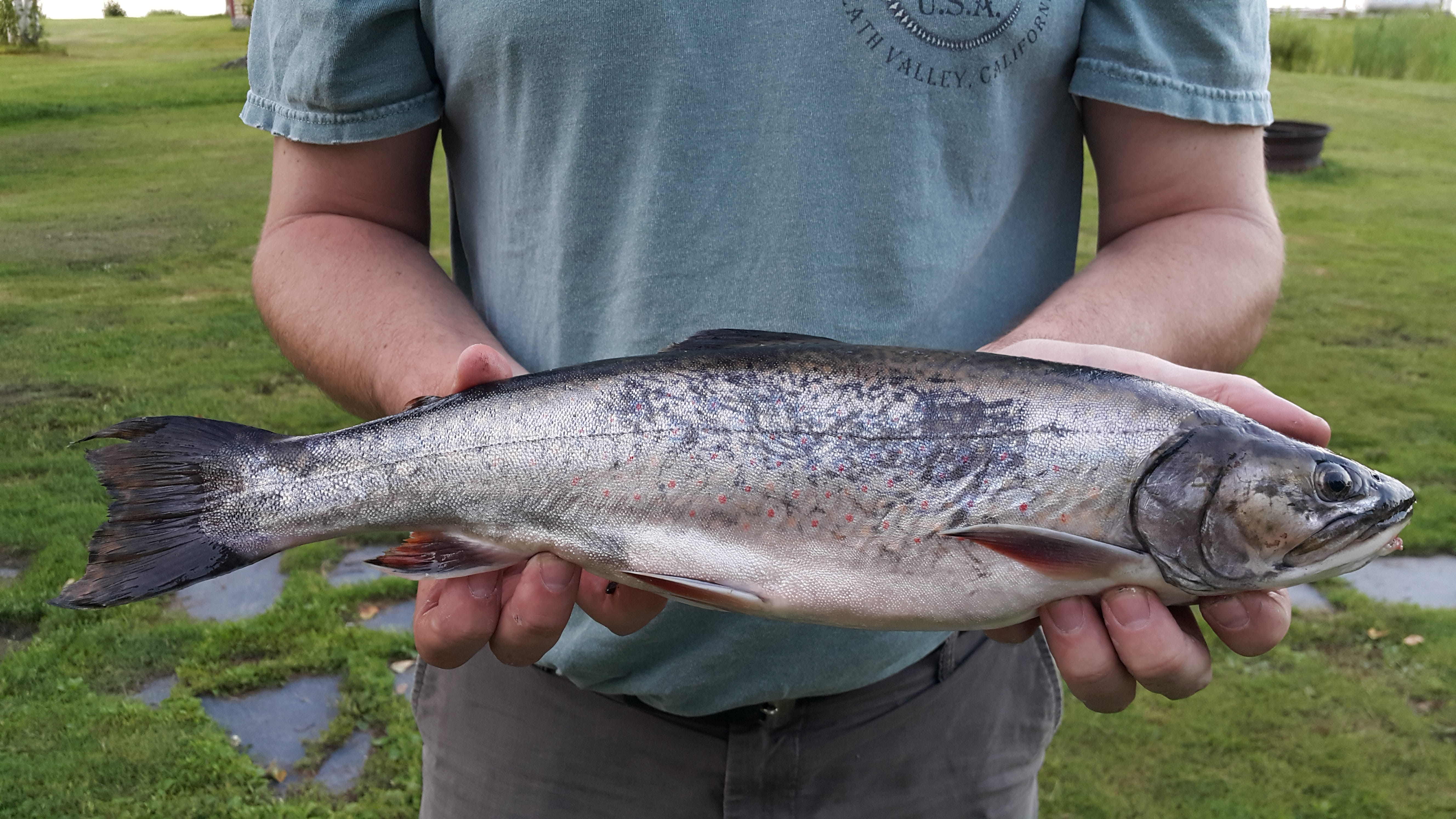 seafood, food and drink, catch of fish, midsection, fishing, 5K, marine, food, one animal, Brook Trout, Moosehead Lake, holding, men, vertebrate, big fish, HD Wallpaper