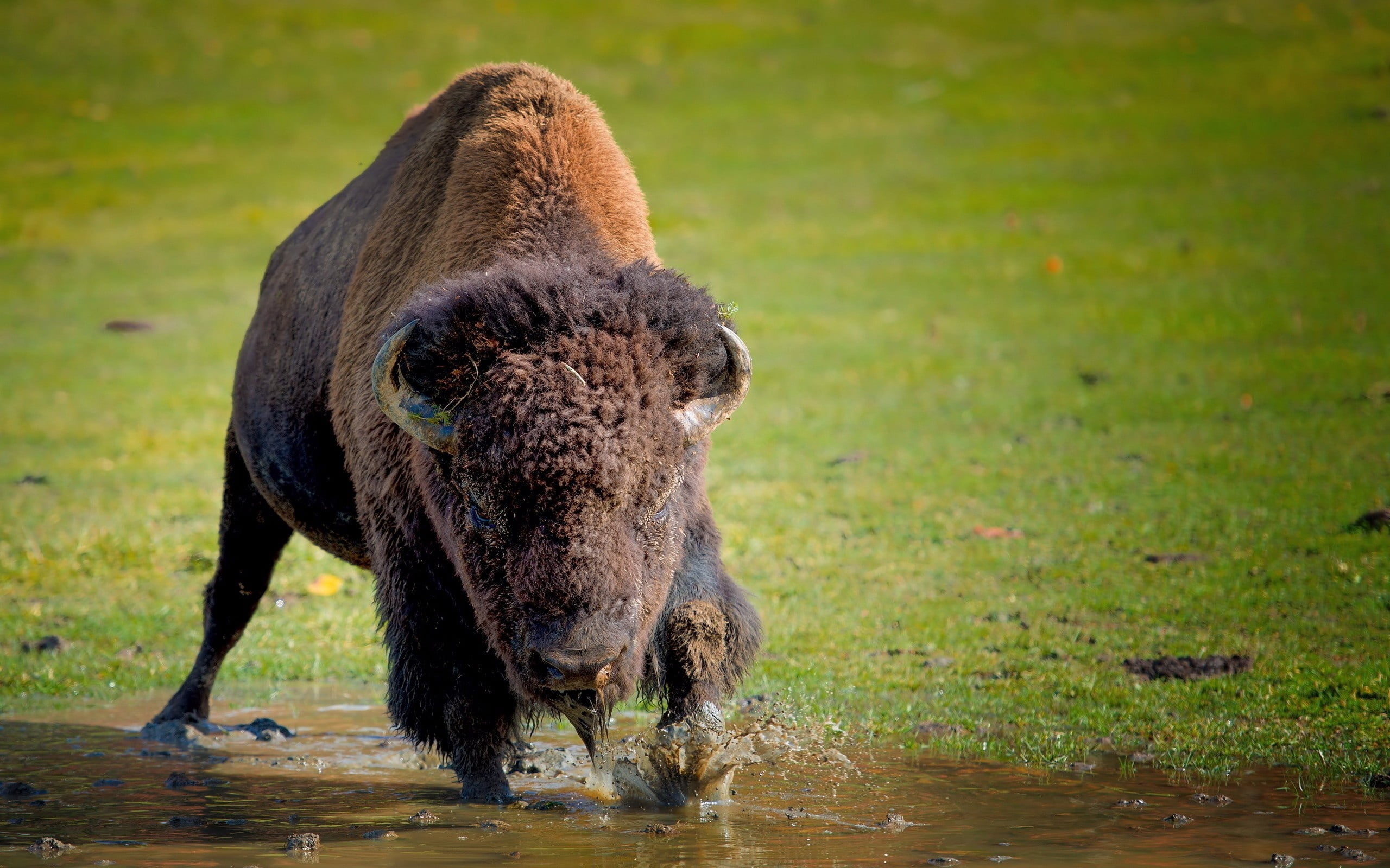 land, yellowstone National Park, forest, outdoors, no people, brown, nature, one animal, running, vertebrate, green Color, wildlife, american Bison, animal wildlife, HD Wallpaper