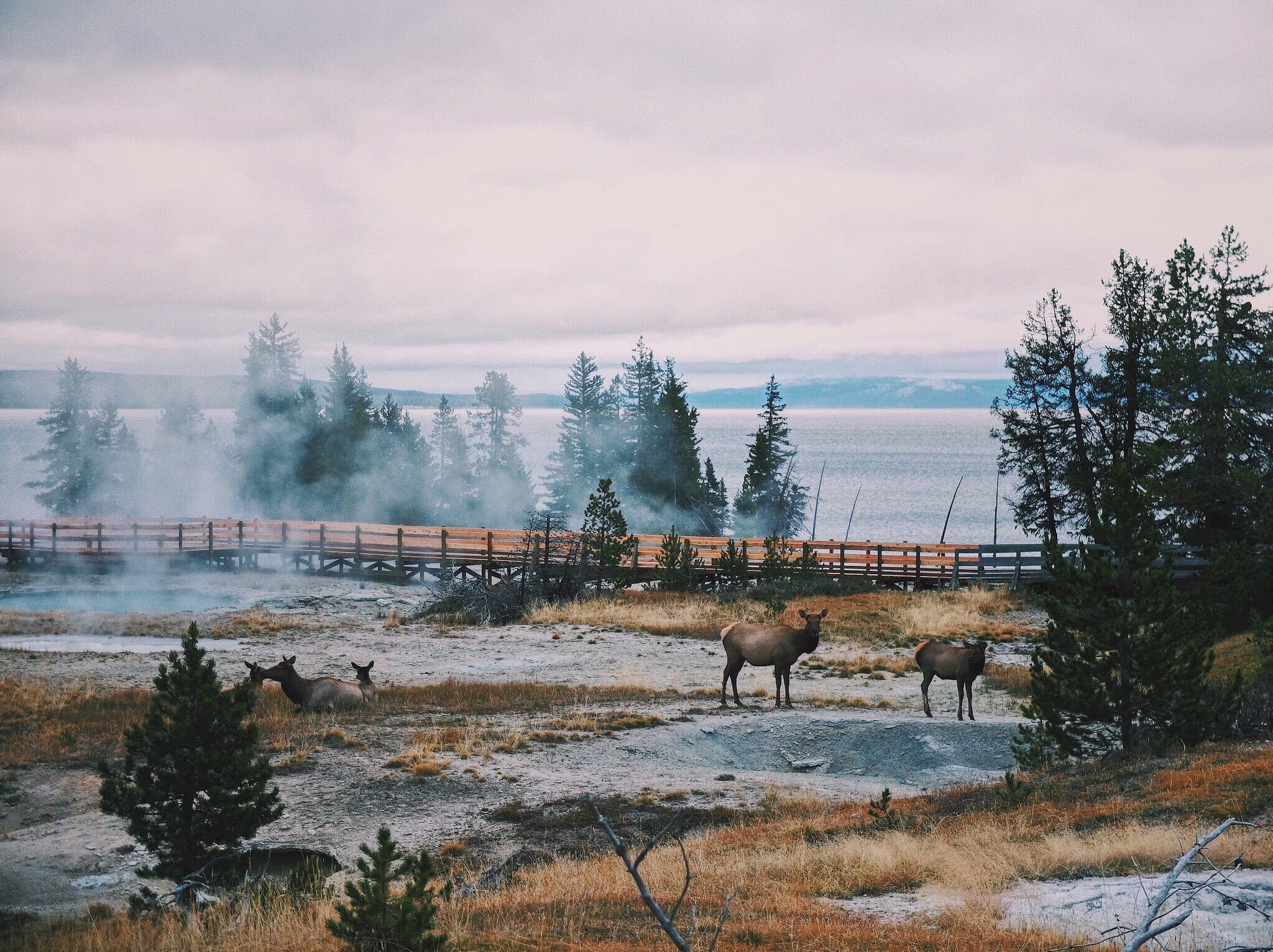 deer, black, fog, near, 1080P, forest, beauty in nature, domestic animals, folk, day, bridge, animals, moose, no people, outdoors, cloud - sky, animal themes, HD Wallpaper