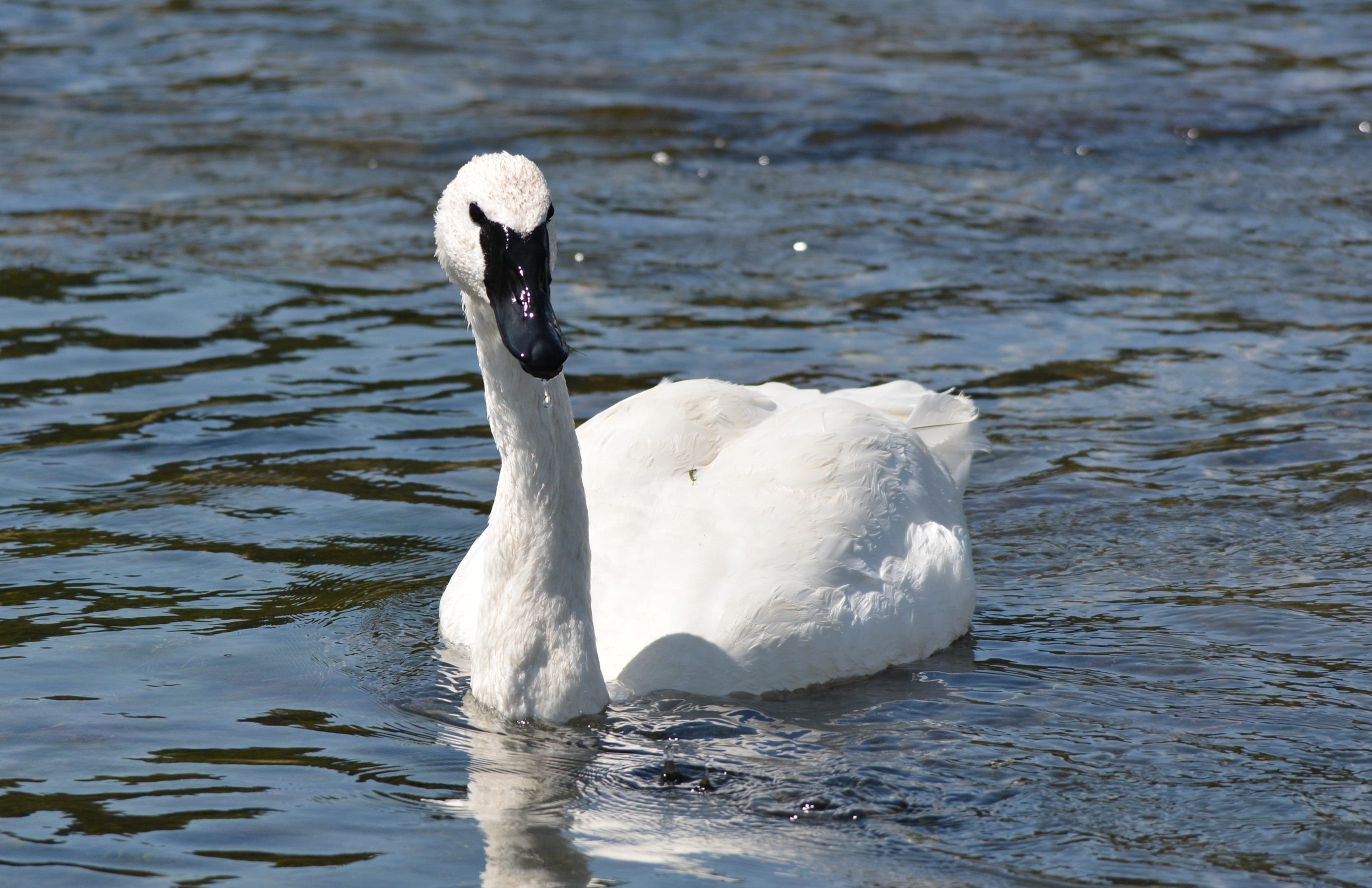 water, feathers, animal themes, water Bird, feather, animal neck, Beautiful, animals in the wild, mute Swan, River, animal, lake, day, river, animal wildlife, HD Wallpaper