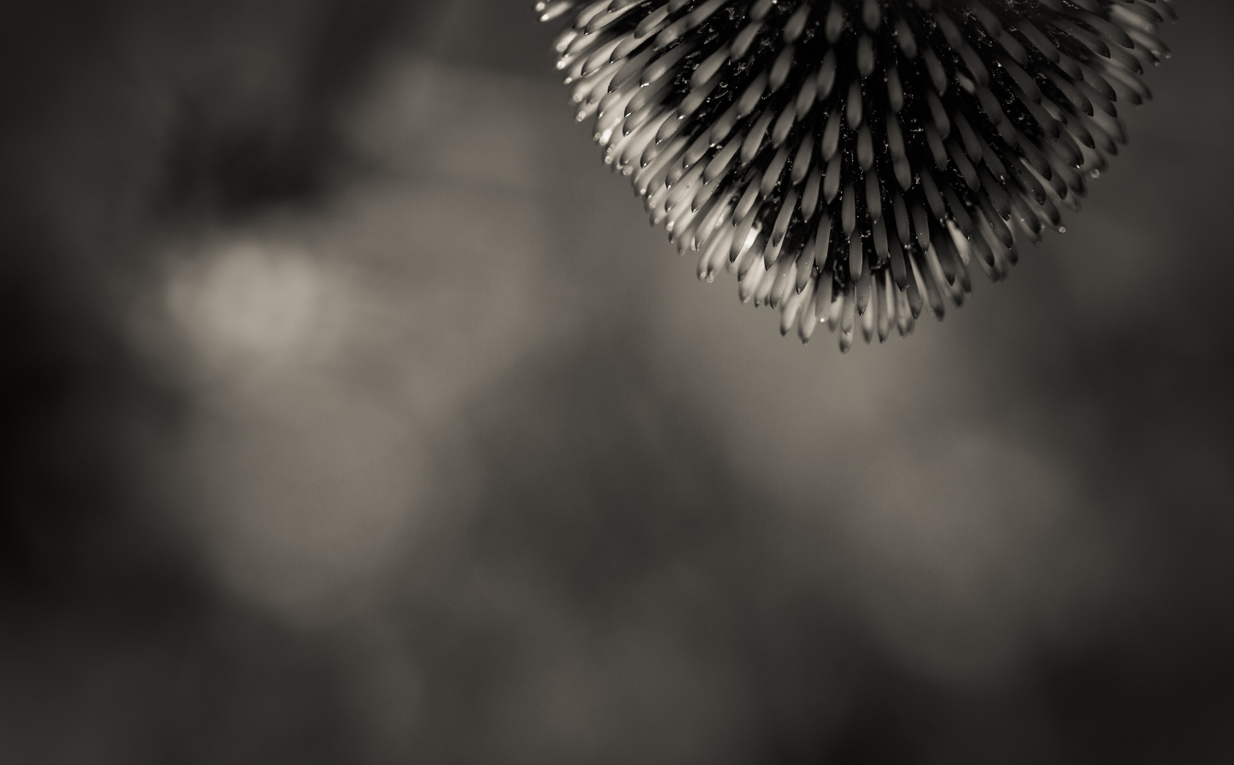 5K, hangingthere, California, Black and White, Berkeley, Nature, Flower, berkeleybotanicalgarden, Coneflower, upside, blackandwhite, upsidedown, echinacea, HD Wallpaper