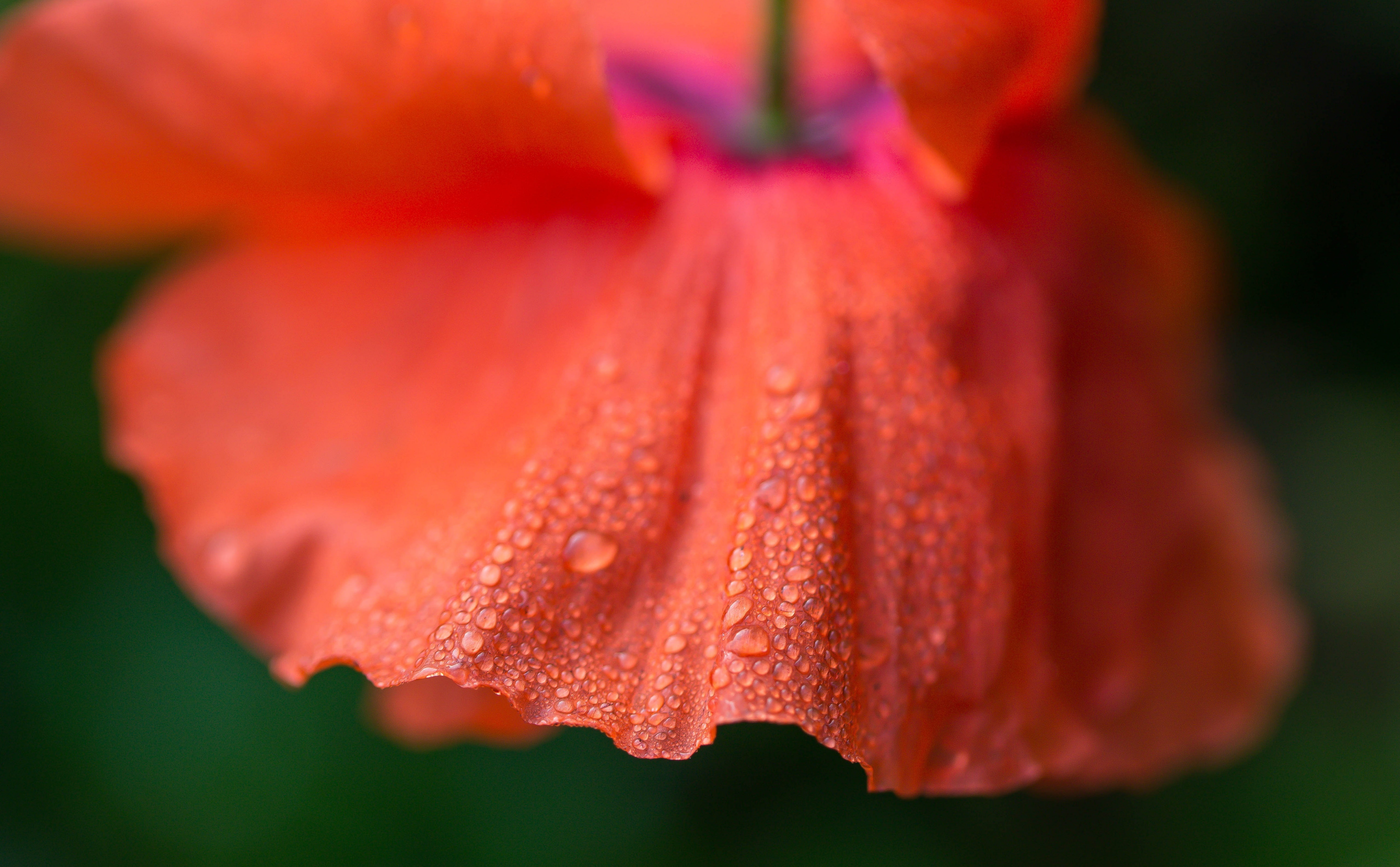 wet, vulnerability, nature, Water, purity, drop, plant, Aero, raindrop, flower head, rain, Poppy, inflorescence, Drops, no people, Macro, dew, beauty in nature, HD Wallpaper
