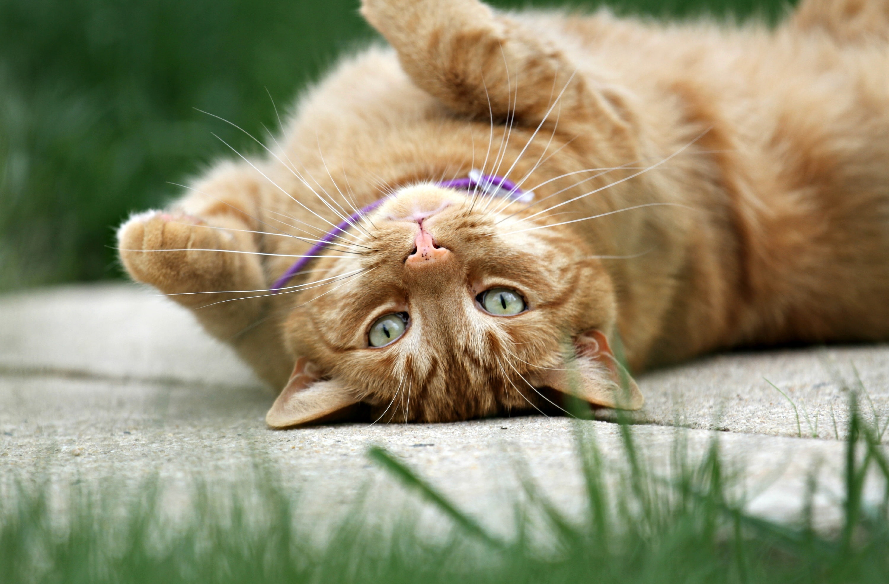 felines, no people, Orange, canon7d, Pets, Green, feline, animal themes, vertebrate, Kitty, Spring, brown, mammal, animal, Animals, calmingcollar, looking at camera, HD Wallpaper