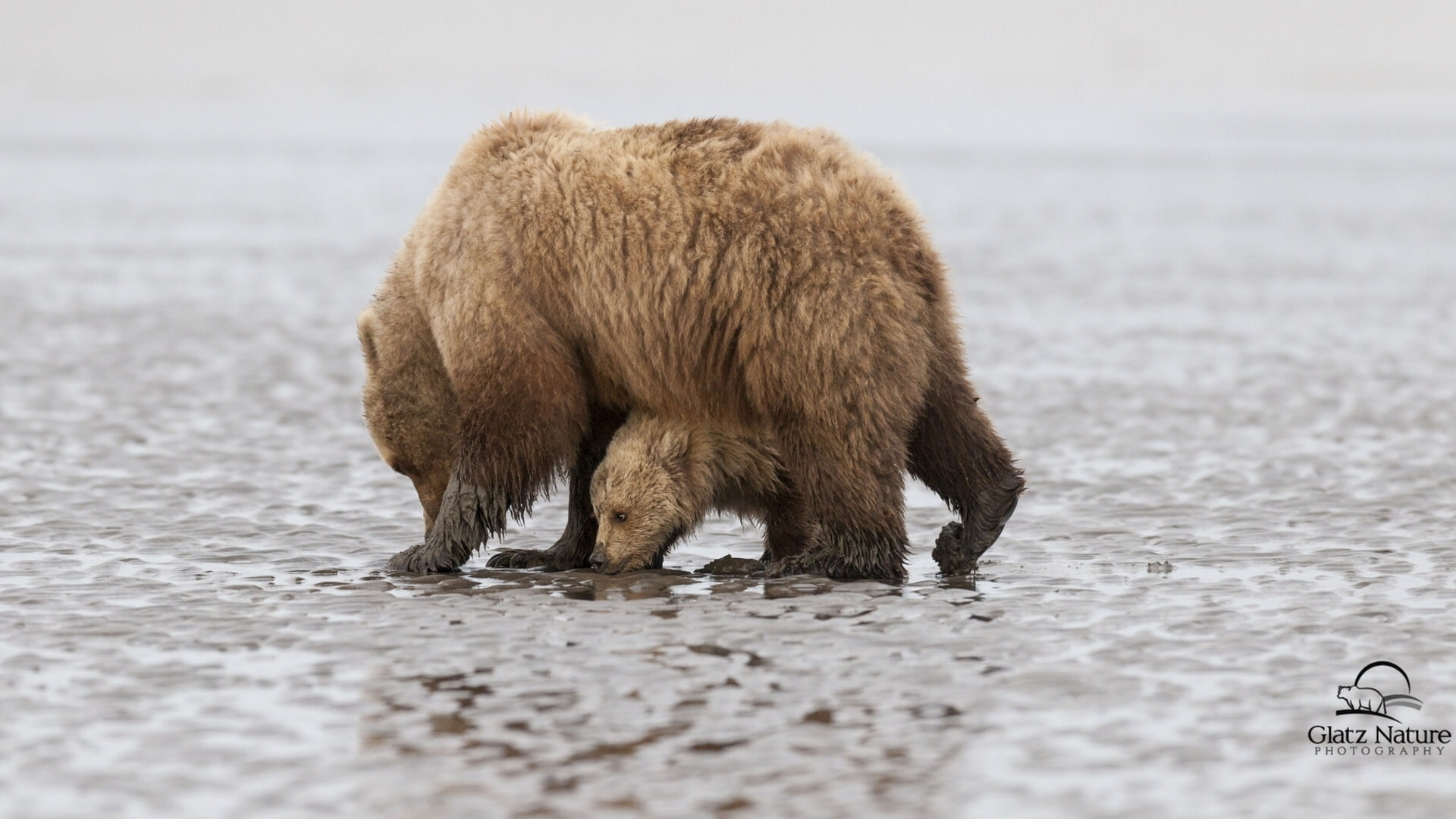 bear, bears, cub, Alaska, Lake Clark National Park, 1080P, HD Wallpaper