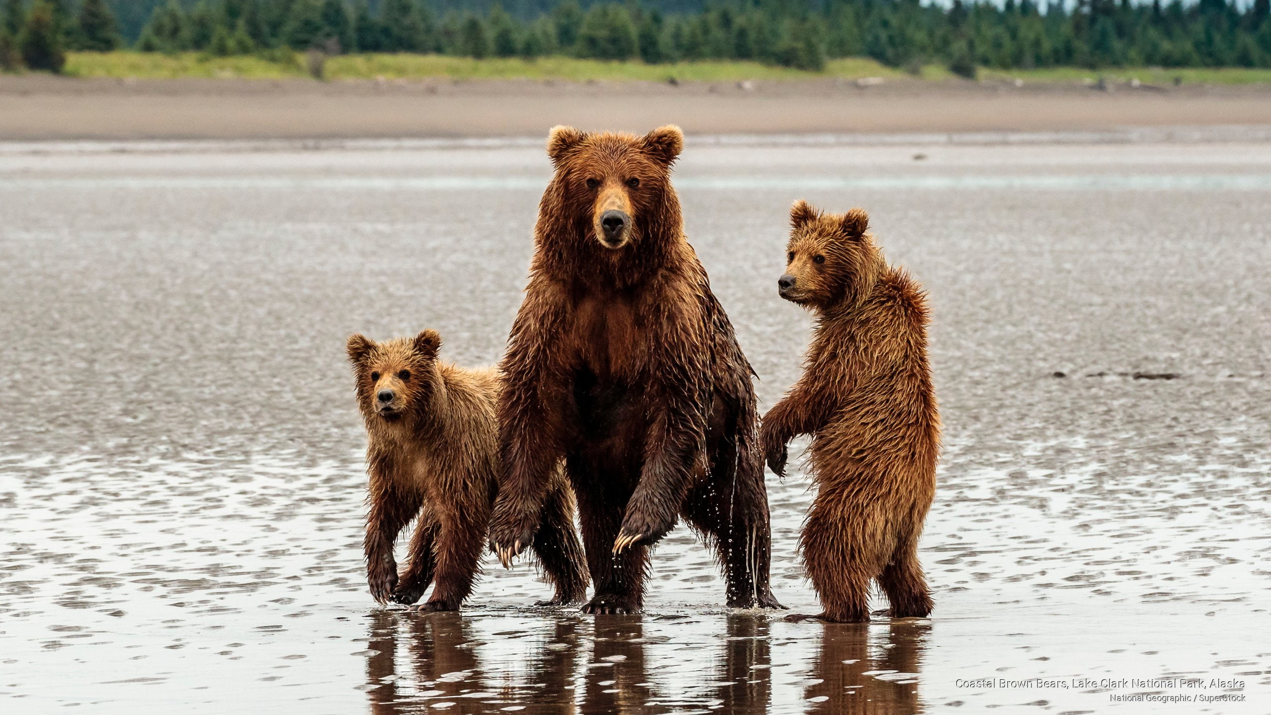 clark, bears, 2K, brown, alaska, national, National Parks, coastal, lake, park, HD Wallpaper