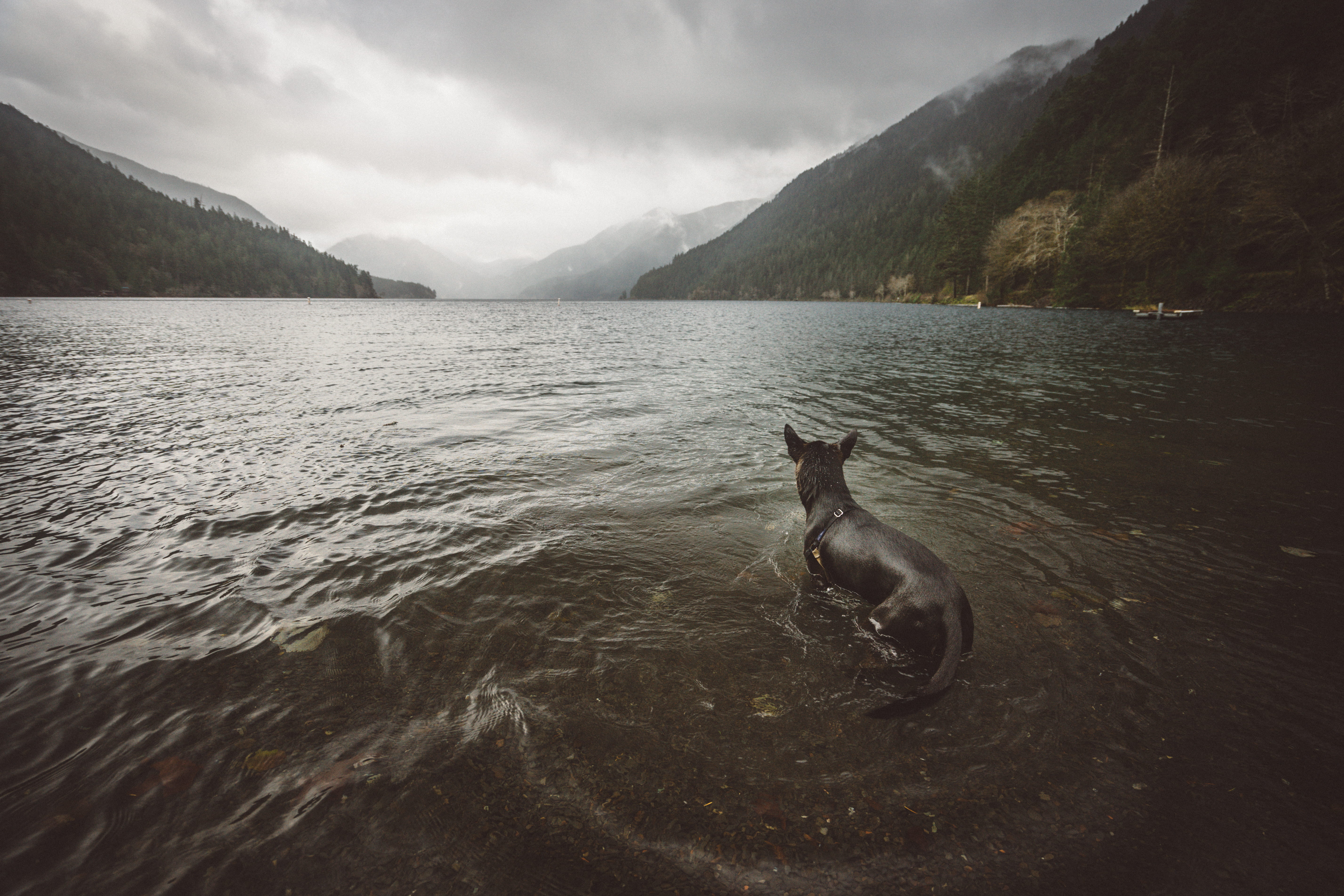 5K, lake crescent, pets, vertebrate, wave, waves, ripple, pet, canine, animal themes, dog, one animal, swimming, swim, mammal, trees, bath, landscape, HD Wallpaper
