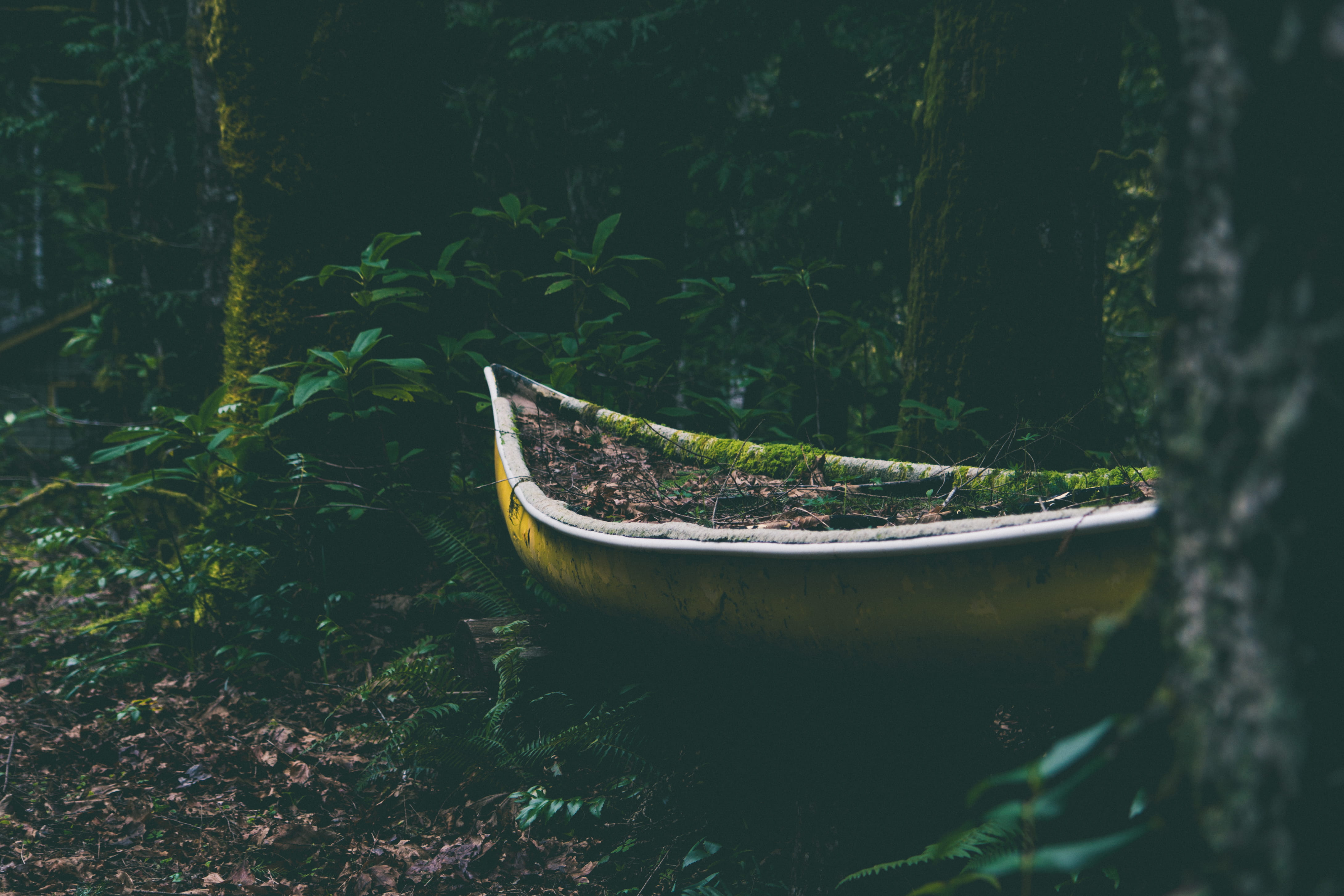 plant, day, green, overgrown, kayak, woods, abandoned, growth, water, outdoors, no people, canoe, beauty in nature, boat, united states, nature, mode of transportation, HD Wallpaper