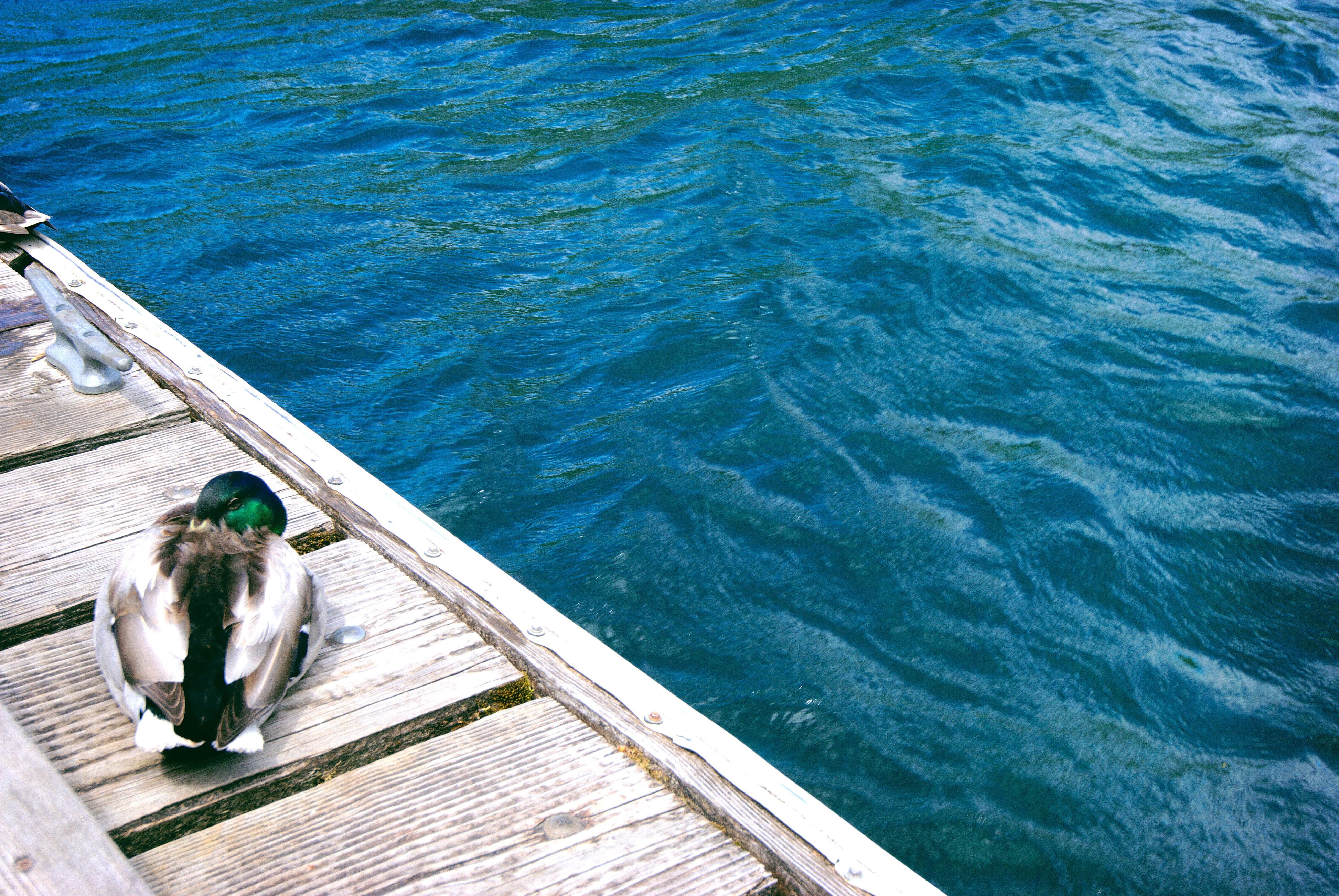 vacations, pier, day, dock, full length, lake, lake crescent, duck, real people, 4K, men, nature, mallard, sitting, turquoise colored, northwest, one person, HD Wallpaper