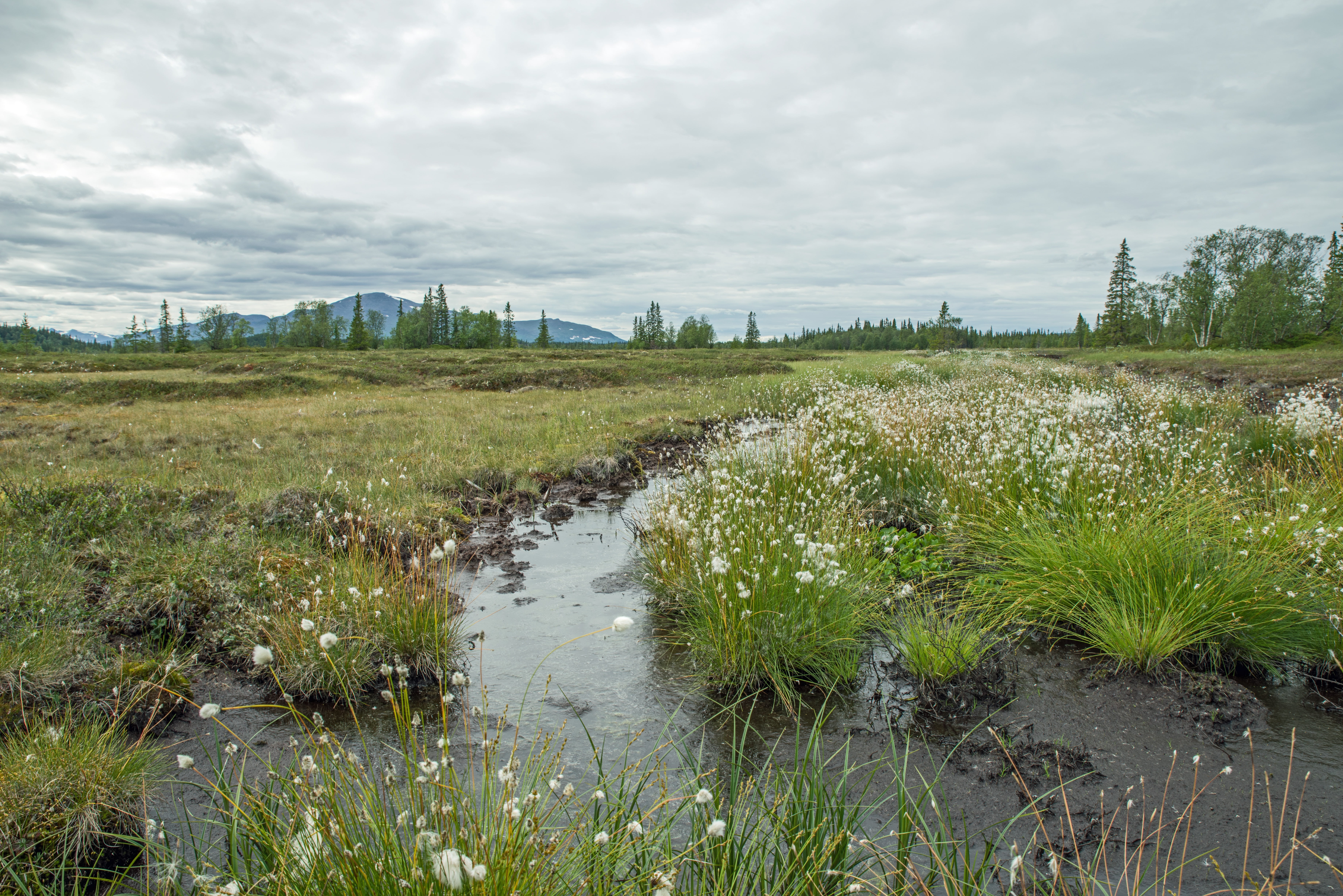 green color, growth, sky, water, fjäll, plant, outdoors, day, landscape, grass, field, nature, no people, swamp, scenics - nature, beauty in nature, sweden, HD Wallpaper