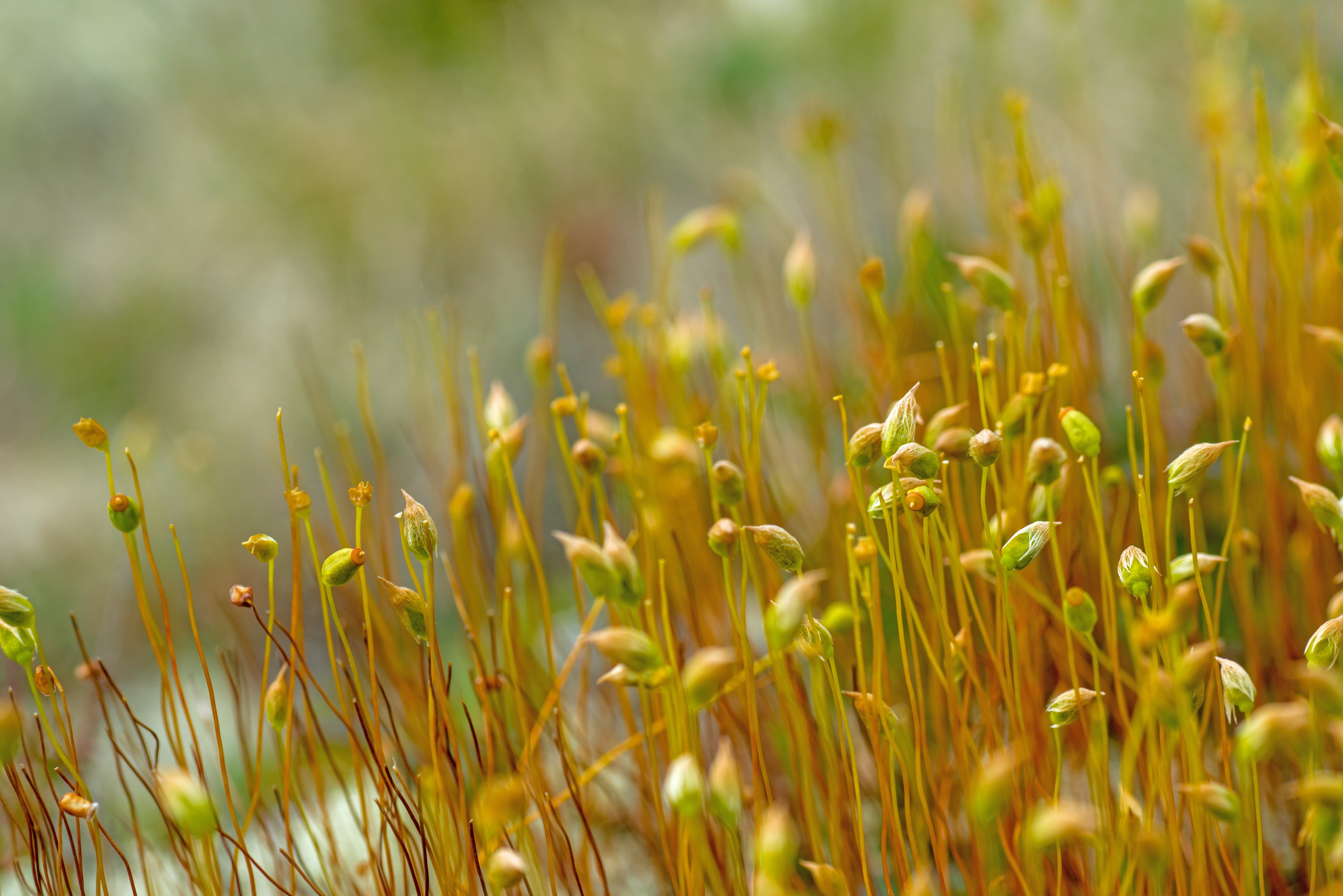 nature, tranquility, macro, close, day, outdoors, beauty in nature, field, land, fjäll, farm, agriculture, growth, crop, green color, selective focus, no people, HD Wallpaper