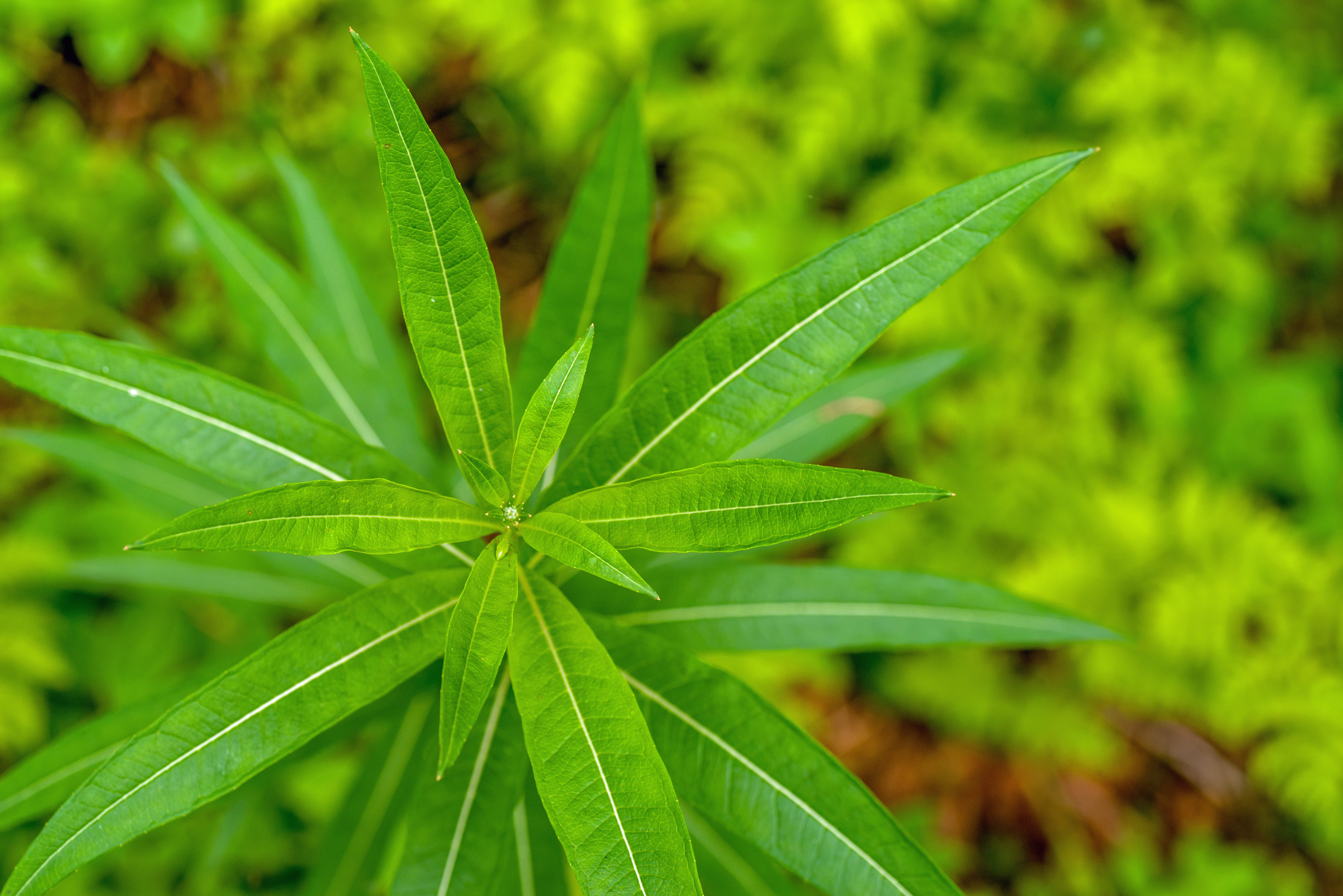 green, herb, growth, outdoors, marijuana - herbal cannabis, sweden, leaf, botany, no people, plant part, medicine, green Color, day, fjäll, focus on foreground, HD Wallpaper