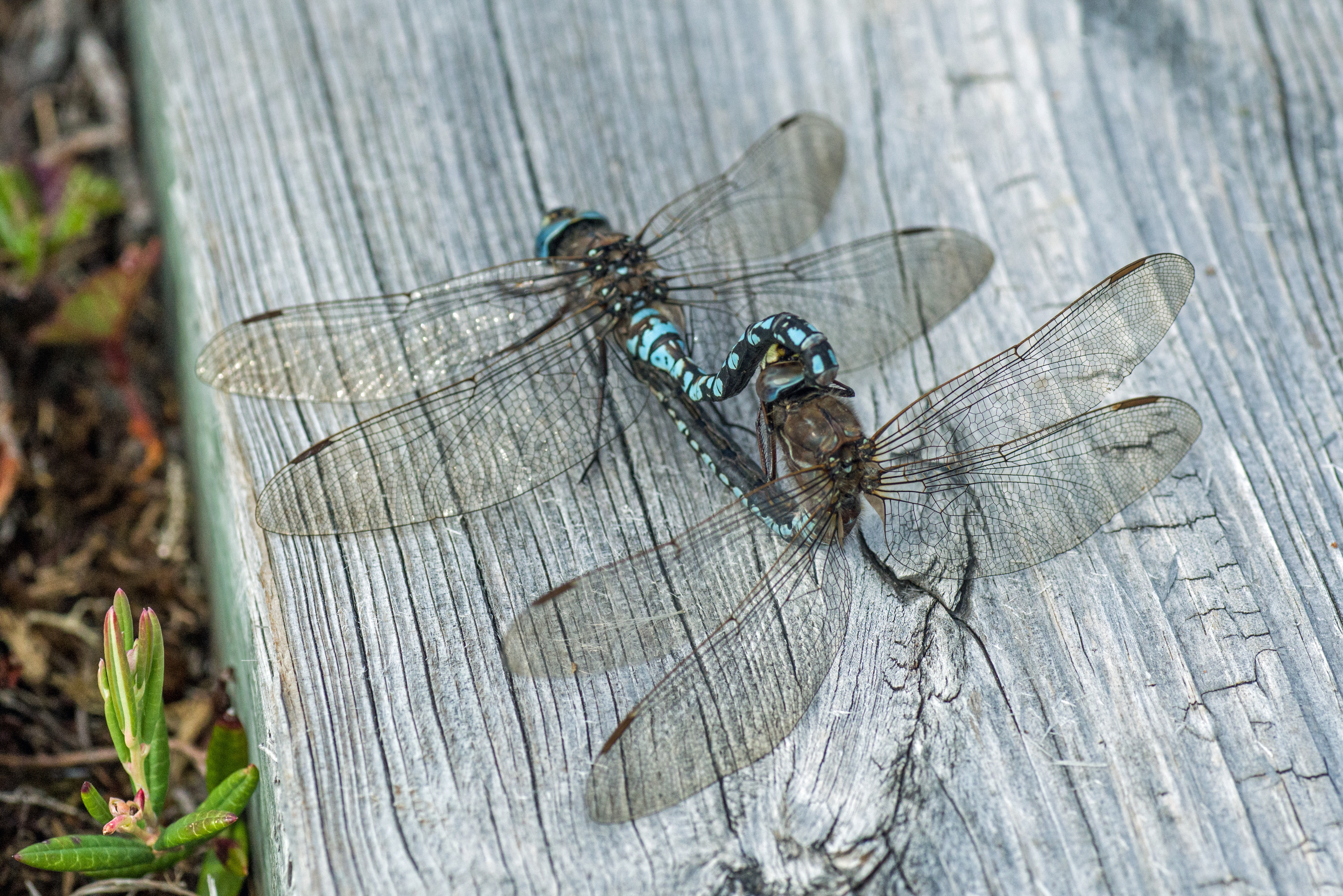insect, fjäll, high angle view, 5K, day, invertebrate, outdoors, animal themes, focus on foreground, wood - material, dragonfly, close-up, one animal, HD Wallpaper