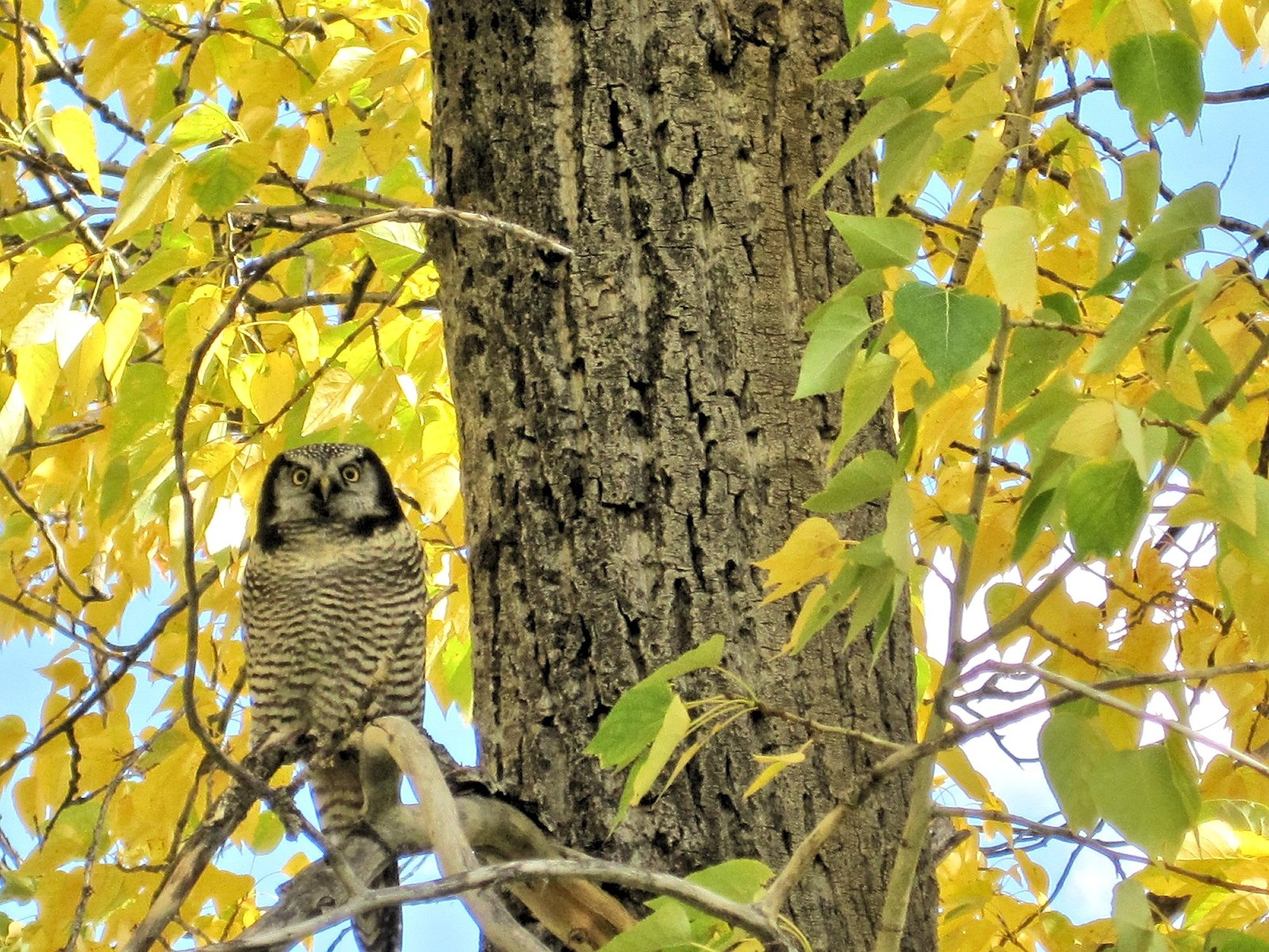 animal, 1080P, waterton parks, bird, tree trunk, great grey owl, leaf, canada, branch, animal themes, one animal, outdoors, alberta, plant, no people, HD Wallpaper