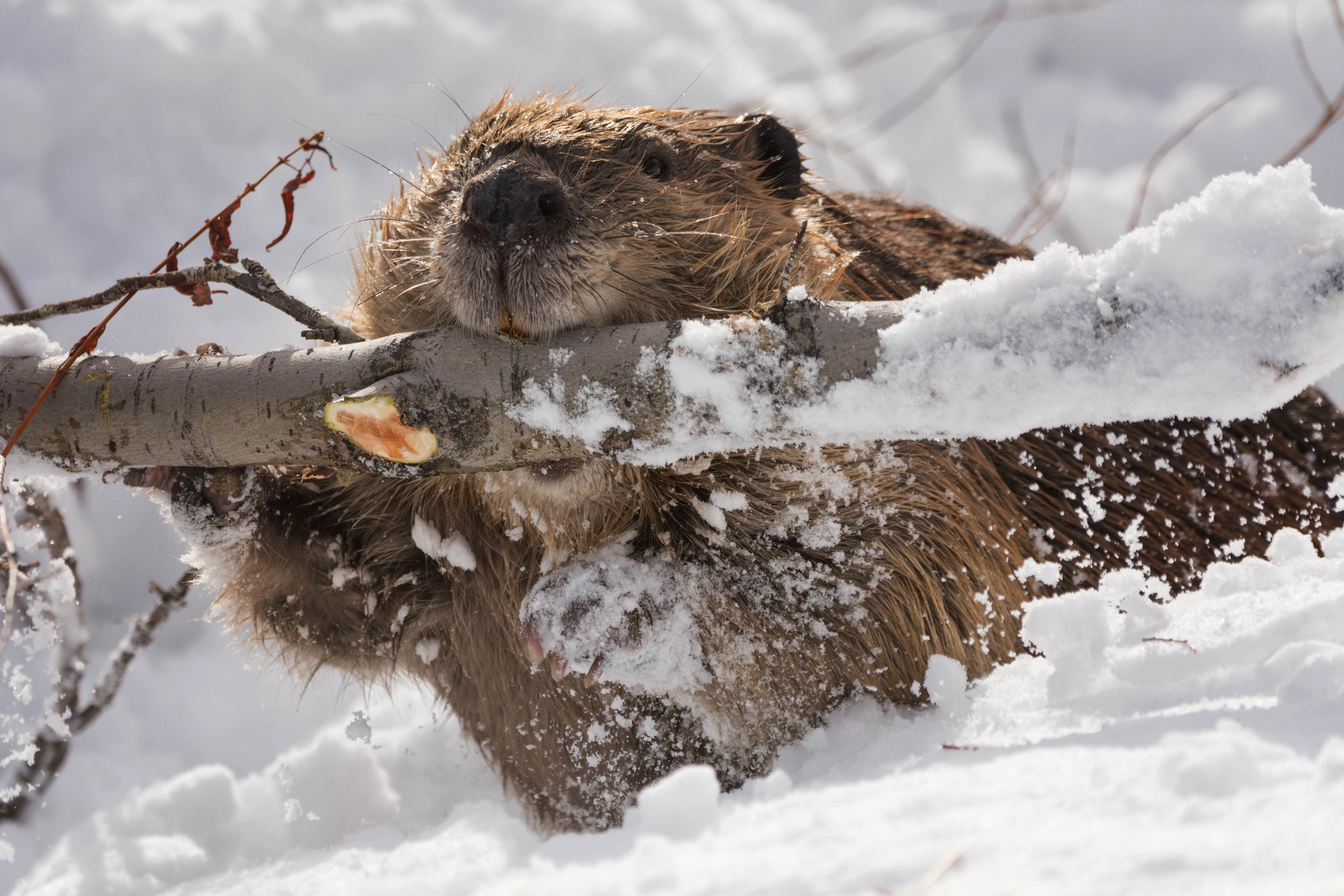 animal themes, wildlife, snow, close-up, cute, animals In The Wild, 5K, frost, winter, animal wildlife, animal, day, ice, branch, animal head, gnawing, HD Wallpaper