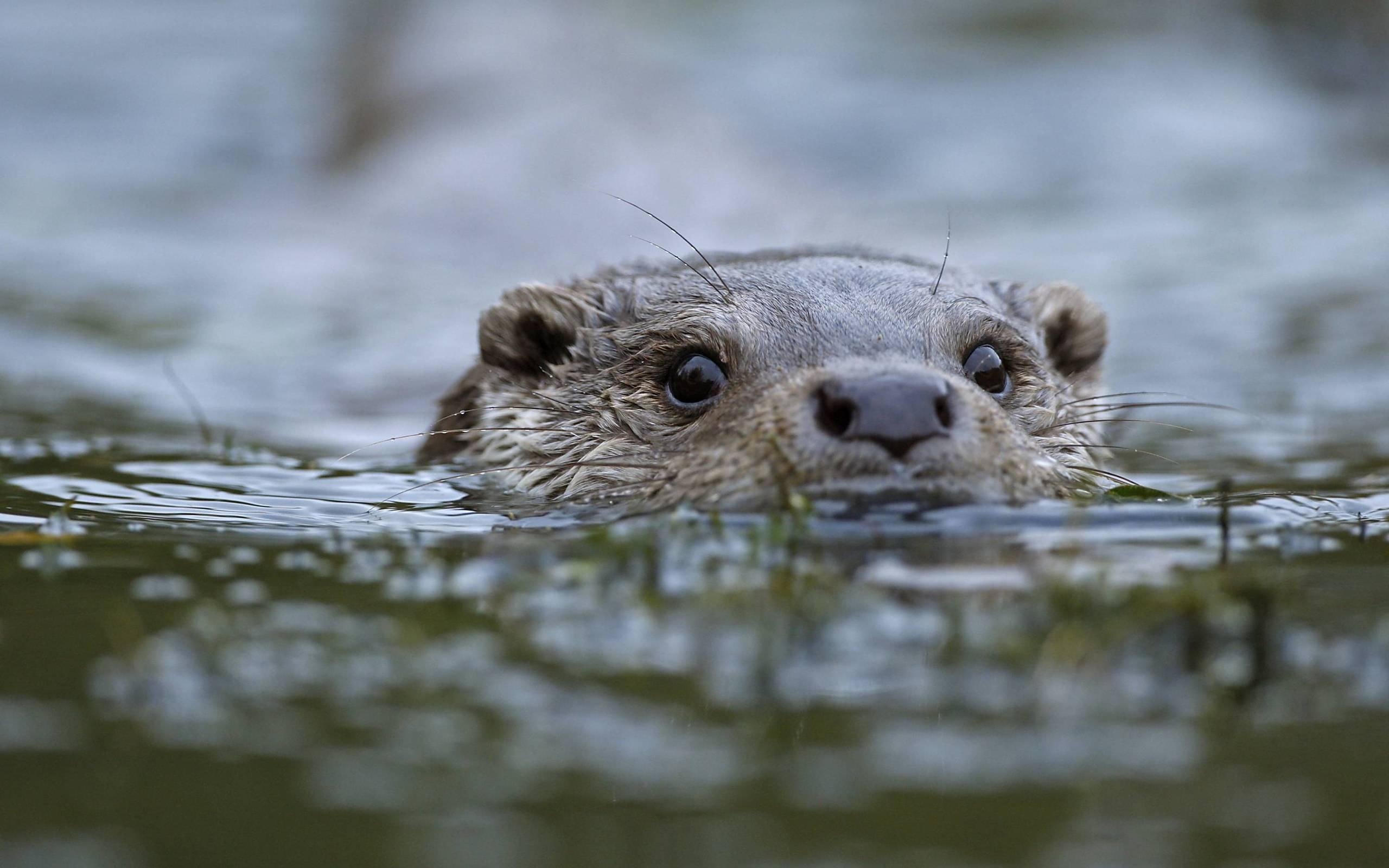 2560x1600, animals, beaver, swimming, brown, 2K, HD Wallpaper