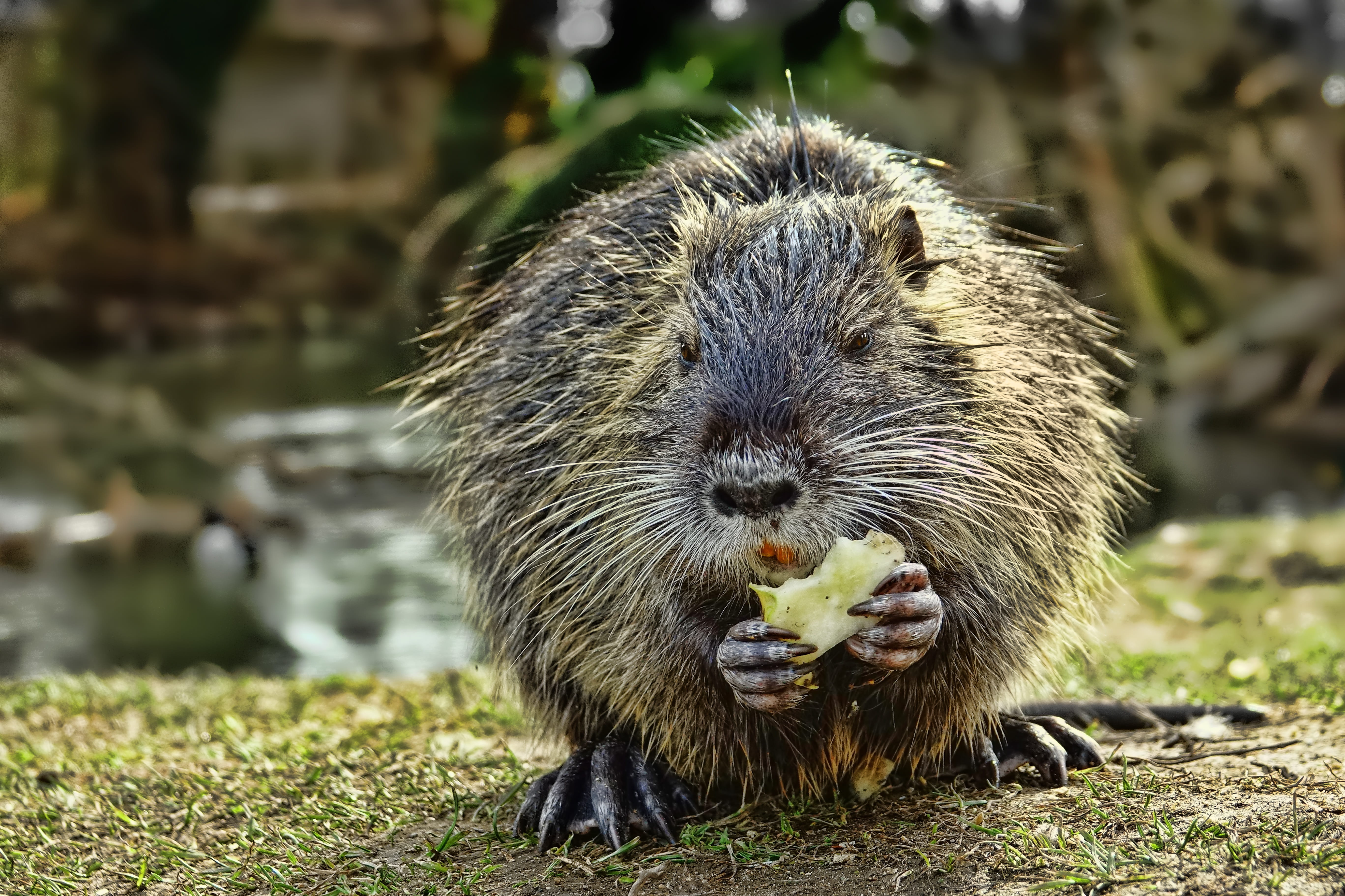 photo, no people, sunlight, rodent, focus on foreground, nutria, focus, gray, land, animals in the wild, mammal, beaver, day, vertebrate, animal, selective, HD Wallpaper